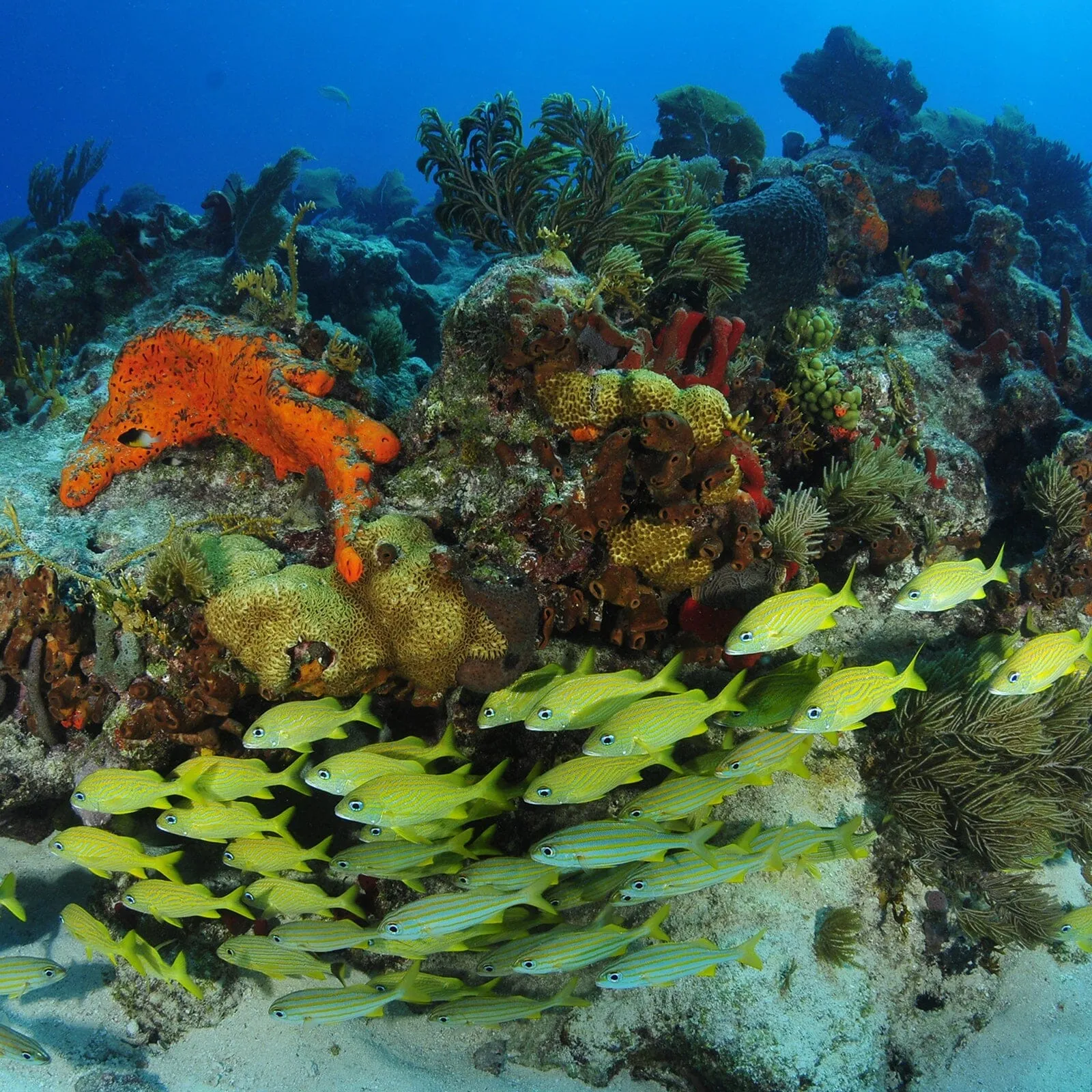 Shark Multi Charm sold by Pura Vida product image thumbnail 5