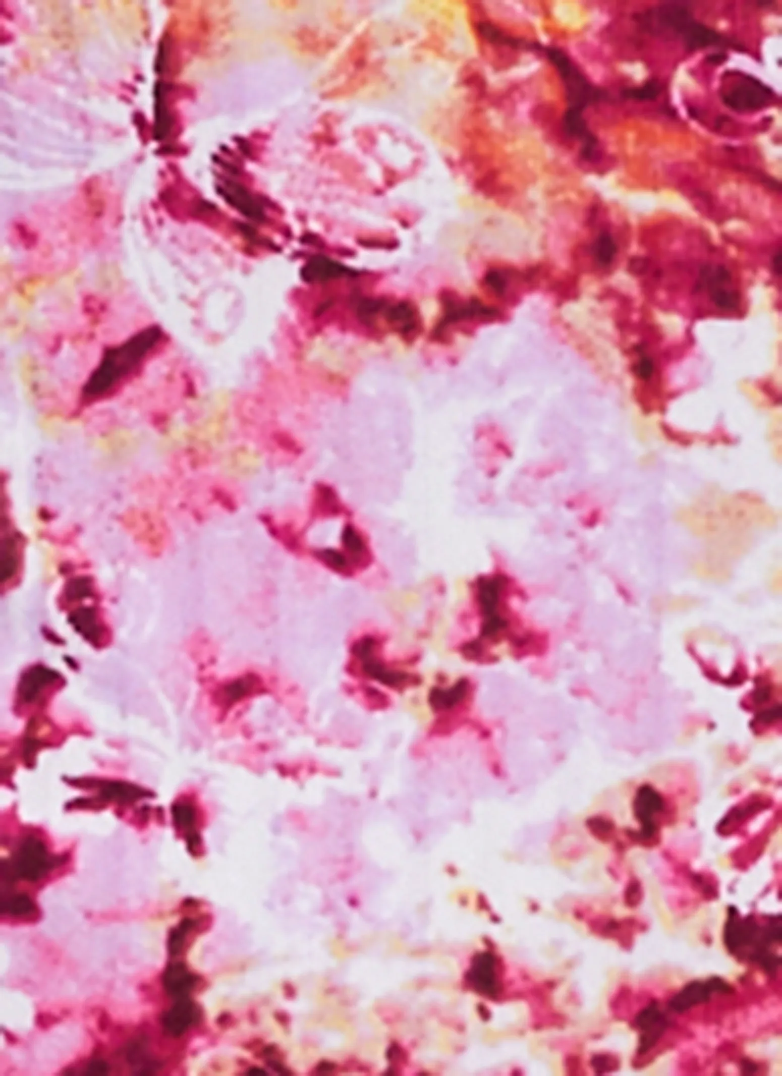 Printed Rib Knit Crew Neck Short Sleeve Mini Dress sold by Rainbow product image thumbnail 4