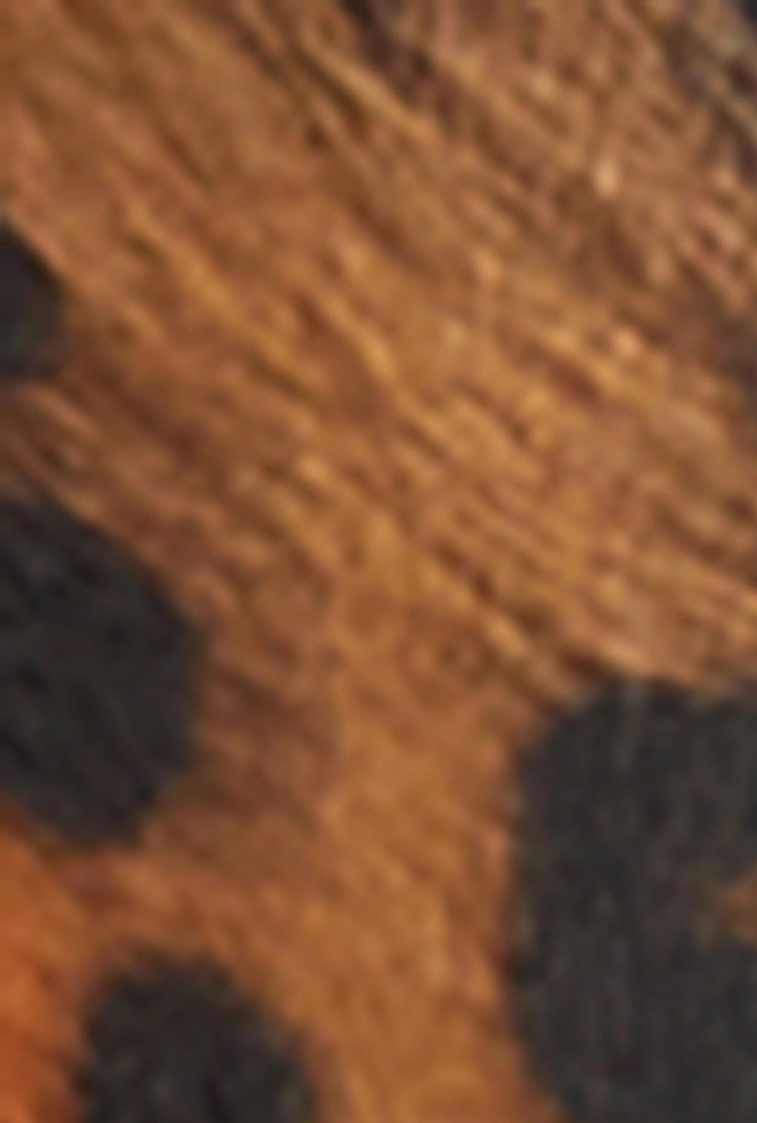 Plus Size Metallic Textured Buckle Belt sold by Rainbow product image thumbnail 3