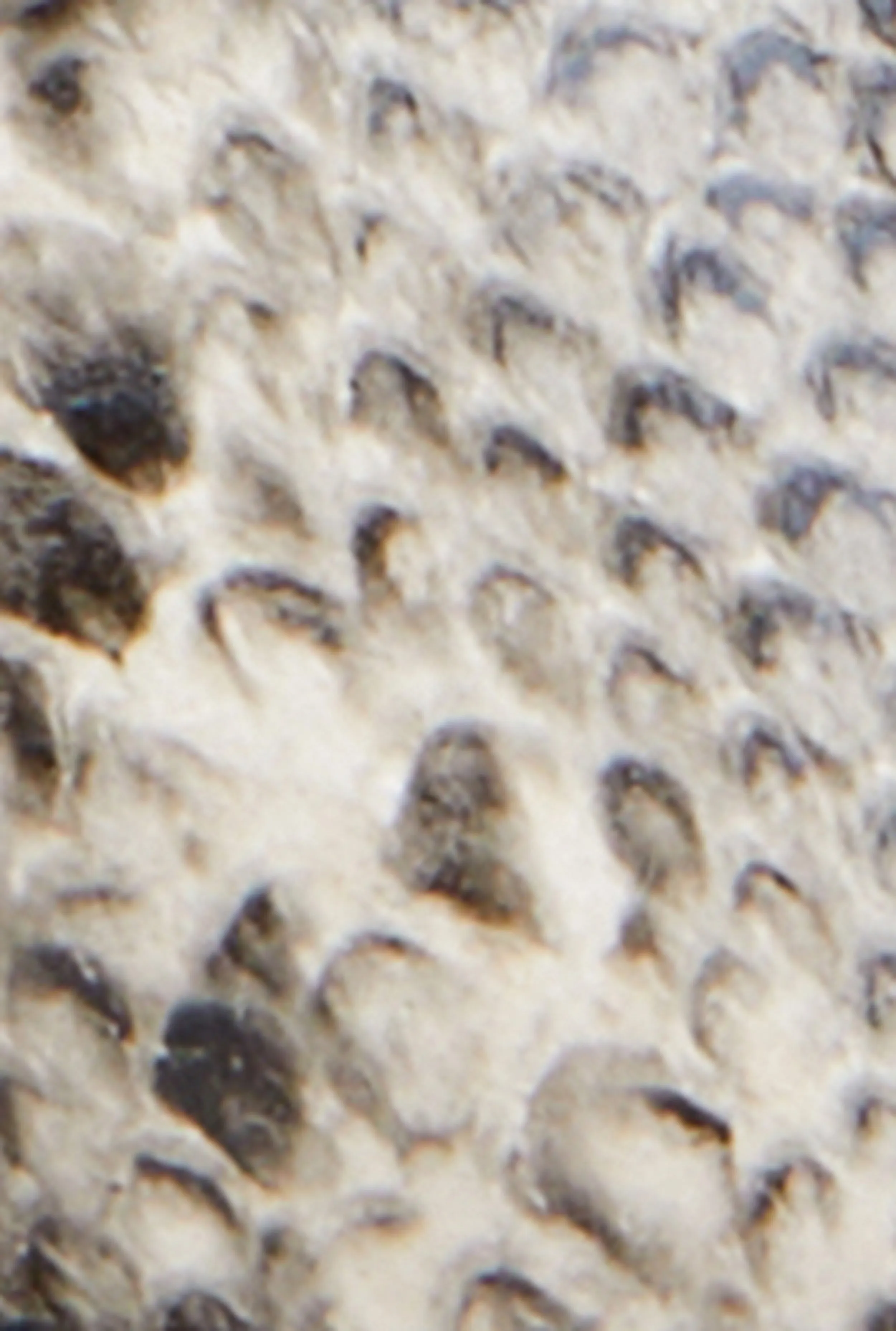 Pointed Toe Double Buckle Slingback Flats sold by Rainbow product image thumbnail 4