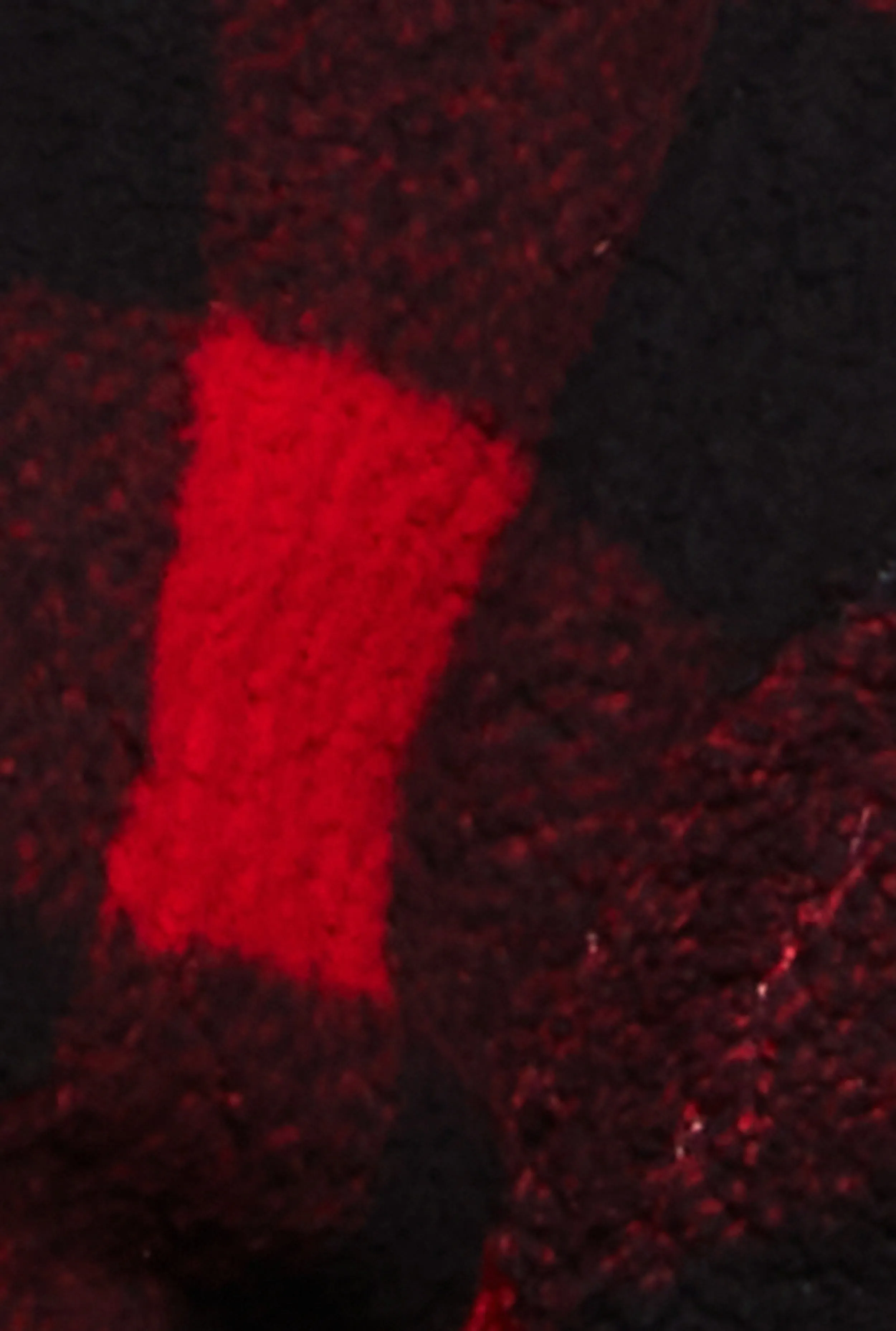 Buffalo Plaid Zip Front Hooded Cropped Jacket sold by Rainbow product image thumbnail 4