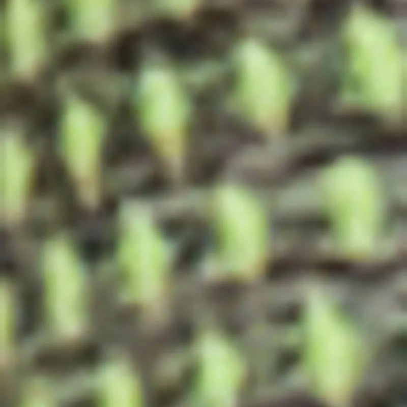 Seamless Get Fit Graphic Cropped Racerback Tank Top sold by Rainbow product image thumbnail 4