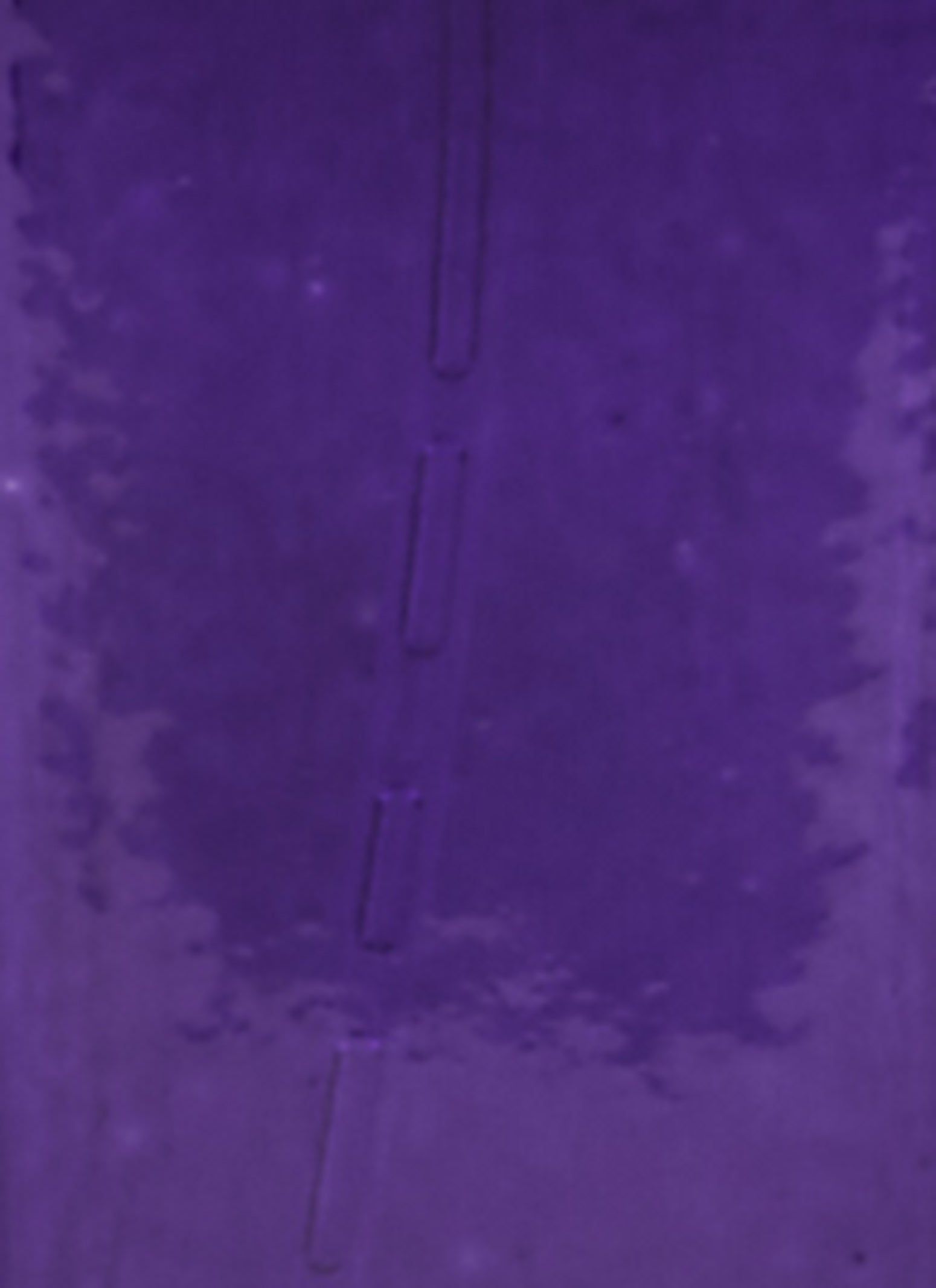 Sicura Velvet Galaxy Perfume sold by Rainbow product image thumbnail 4