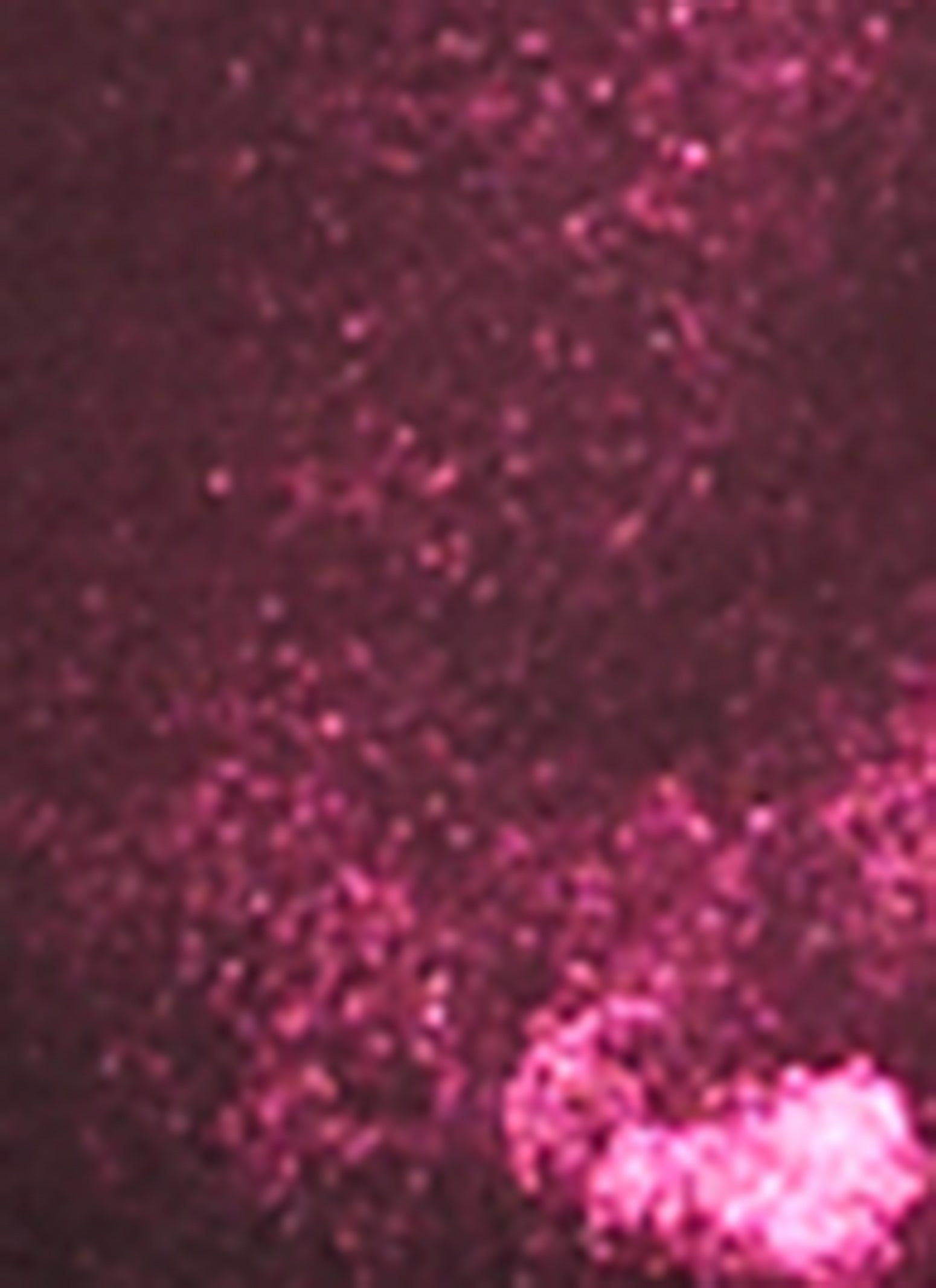 Foiled Mesh Detail Bustier Top sold by Rainbow product image thumbnail 3