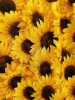 Sunflower Vintage Dress sold by Retrolicious