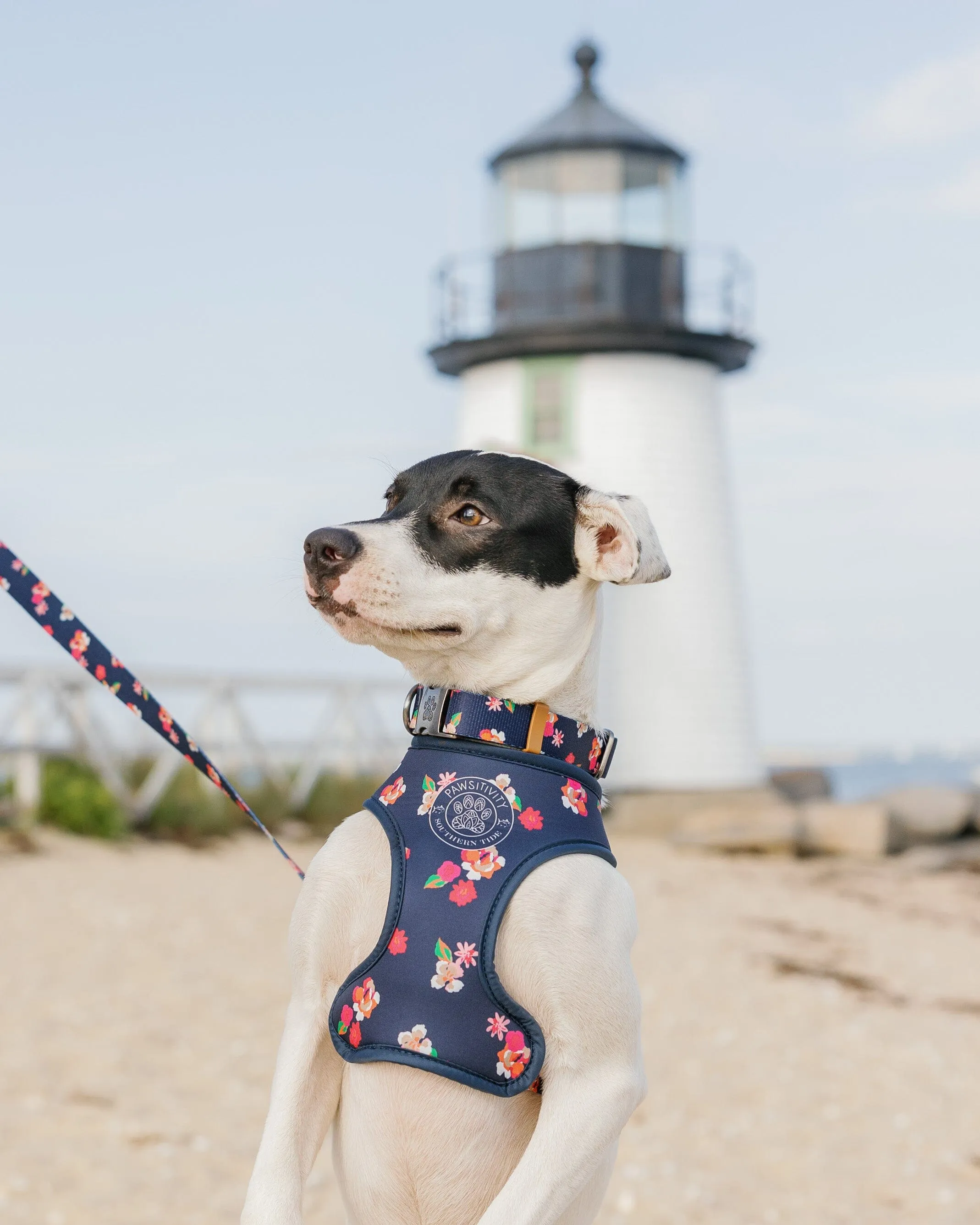 ST x Pawsitivity Garden Splendor Dog Harness sold by Southern Tide product image thumbnail 4