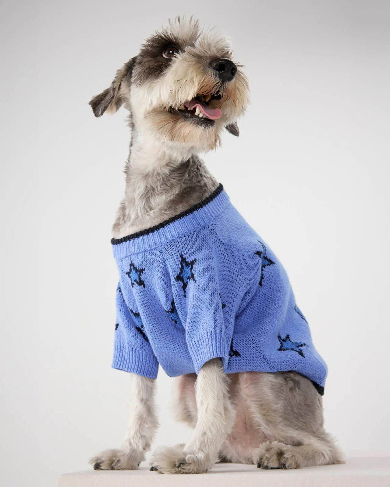 Splendid x Wild One Dog Star Sweater sold by Splendid product image thumbnail 4