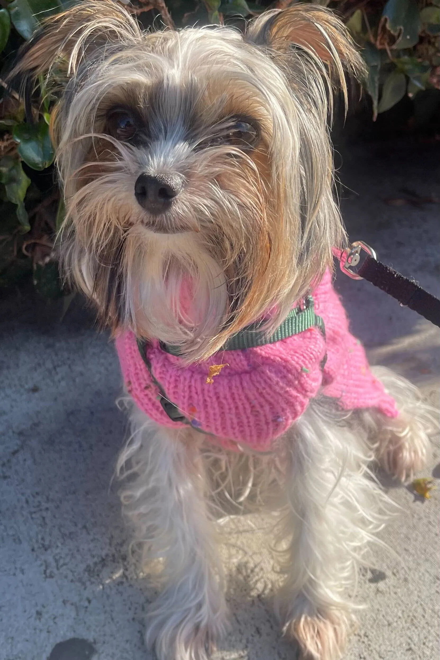 CUSTOM MINI MOON BAG | BLACK sold by STAUD product image thumbnail 4