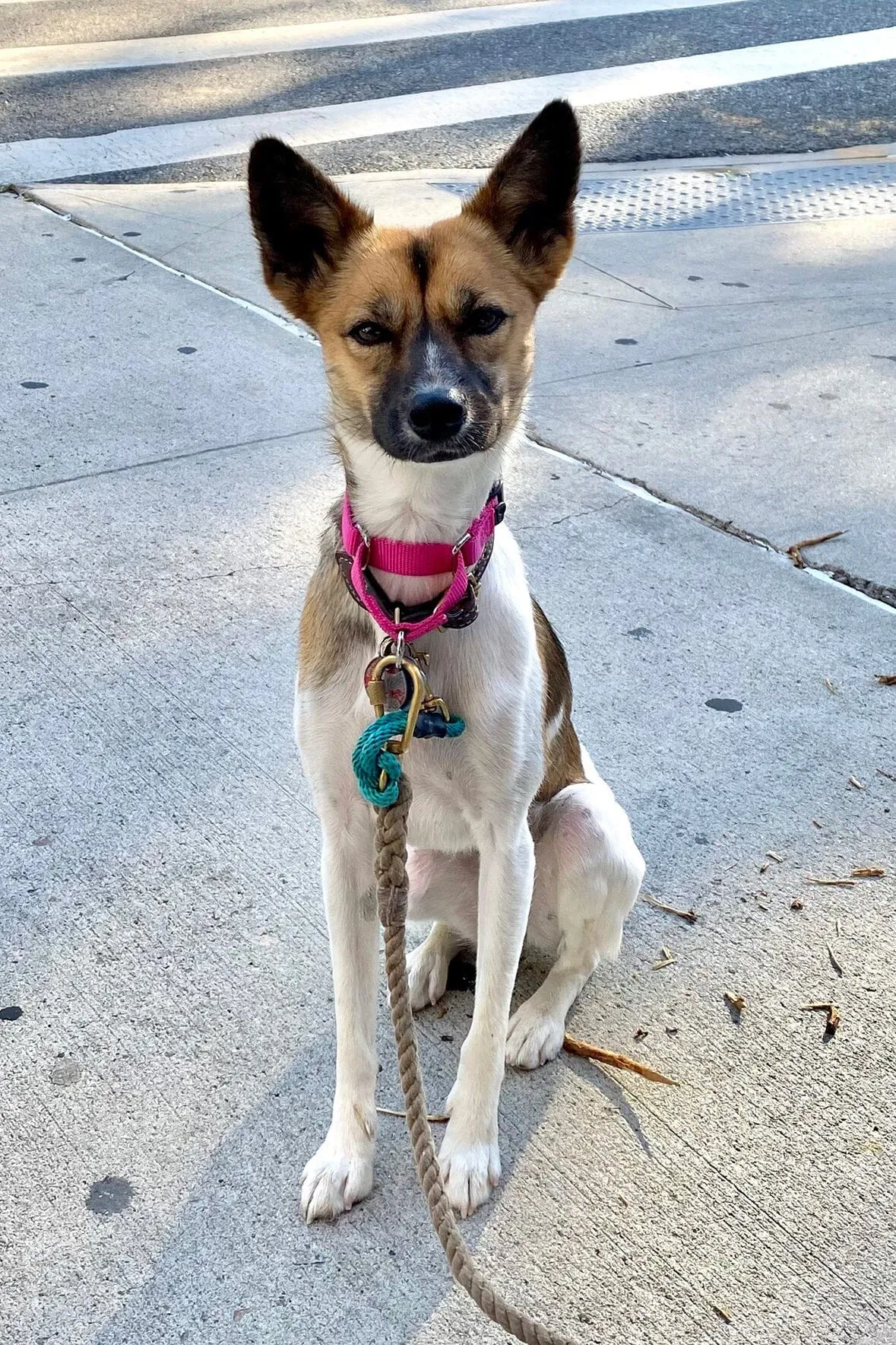 CUSTOM MOON BAG | CREAM sold by STAUD product image thumbnail 5