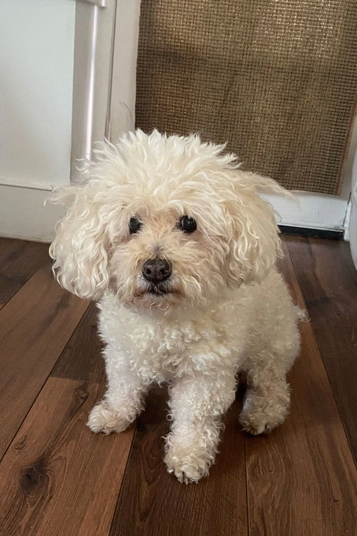 CUSTOM MINI SHIRLEY LEATHER BAG | COGNAC sold by STAUD product image thumbnail 2