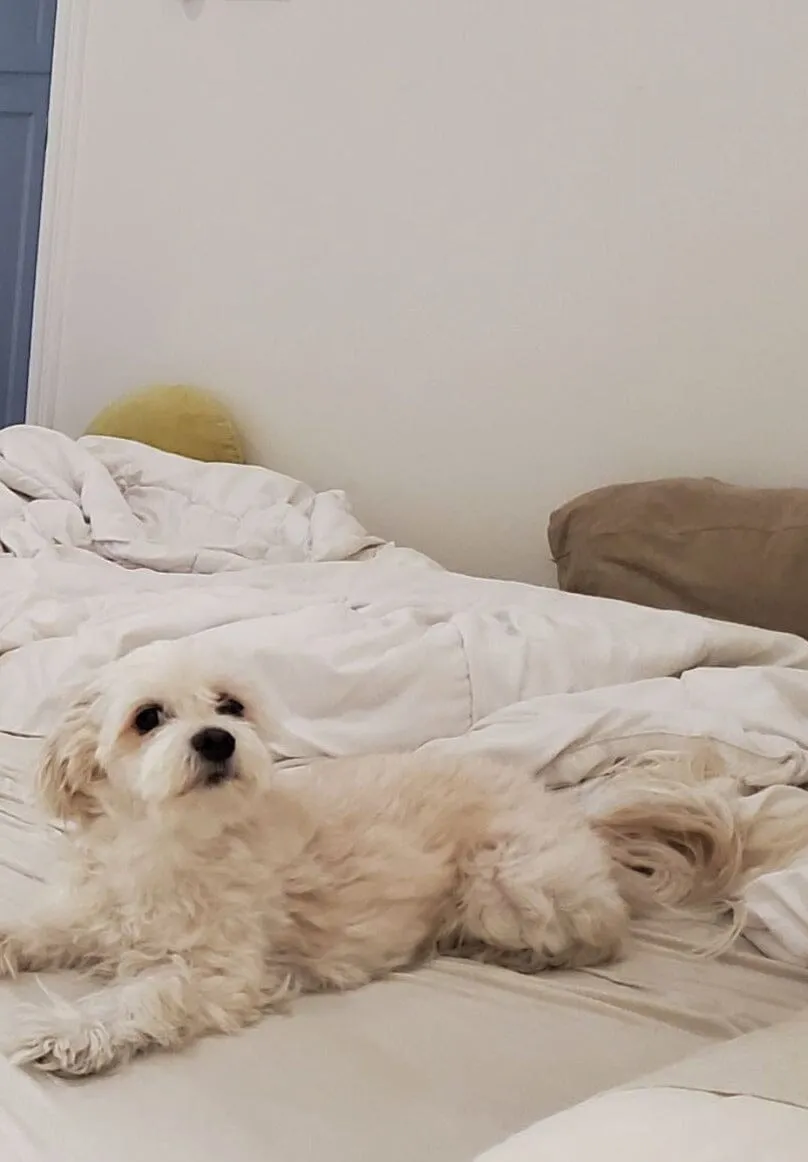 CUSTOM ALEC BAG | TAN sold by STAUD product image thumbnail 3