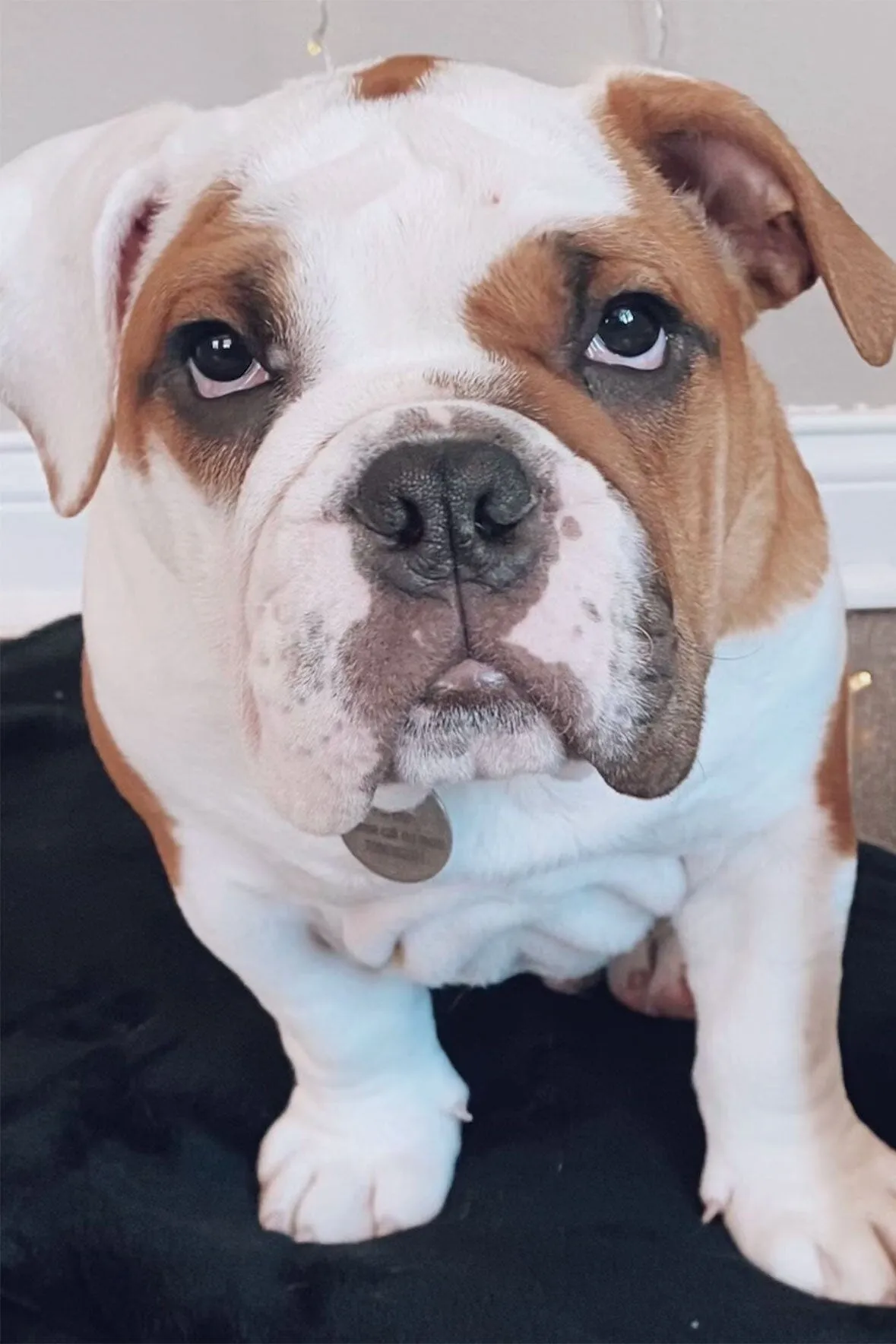 CUSTOM KAIA BAG | CREAM sold by STAUD product image thumbnail 2