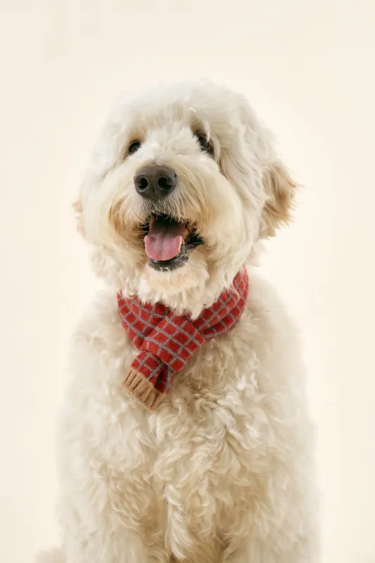 [STORETS X COSONNE] Knitted Pet Neck Scarf(for pet) sold by storets