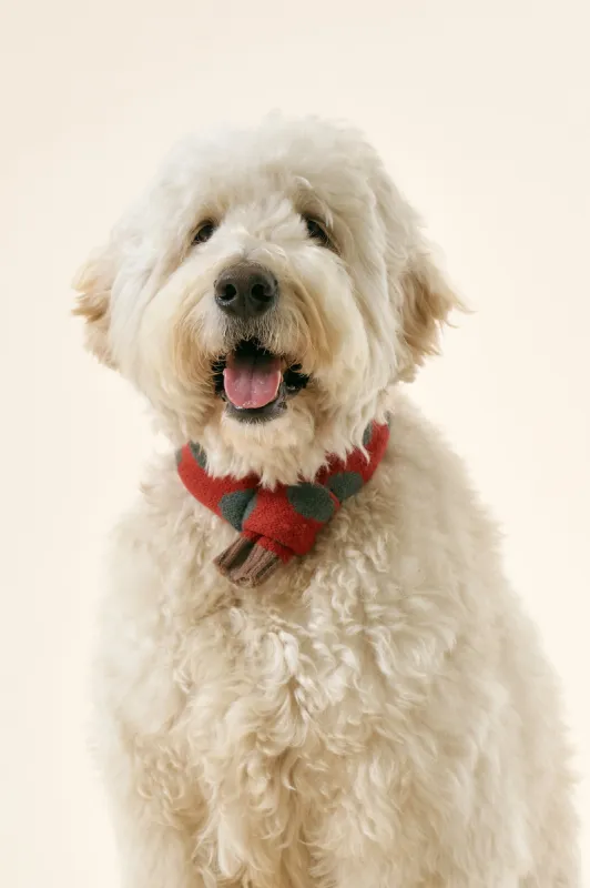 [STORETS X COSONNE] Knitted Pet Neck Scarf(for pet) sold by storets