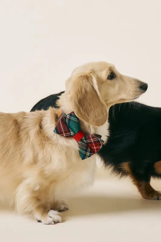 [COSONNE] Tartan Pet Bowtie sold by storets