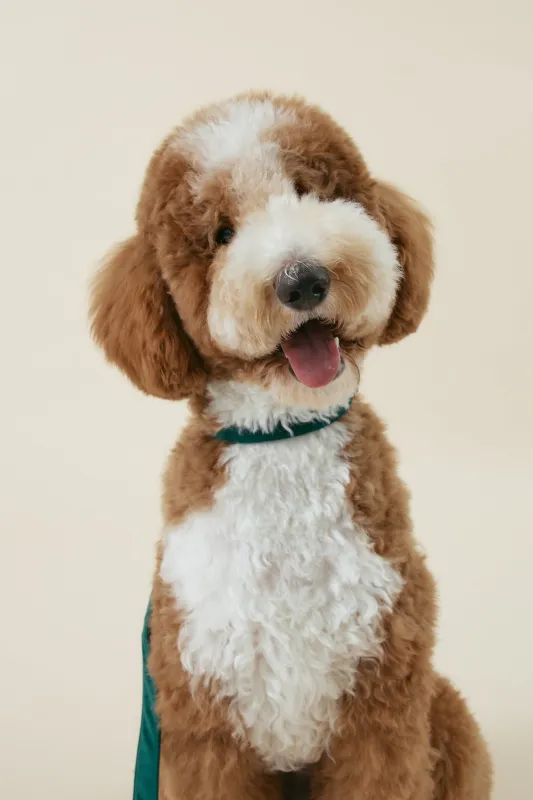 [COSONNE] Velvet Pet Neck Collar sold by storets