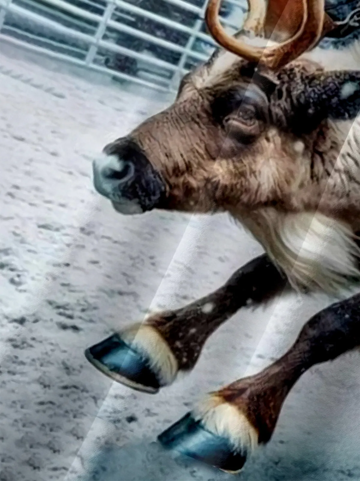 Men's Rodeo Cowboy Santa Buck-Riding Short Sleeve Shirt sold by Eleven Oasis product image thumbnail 3