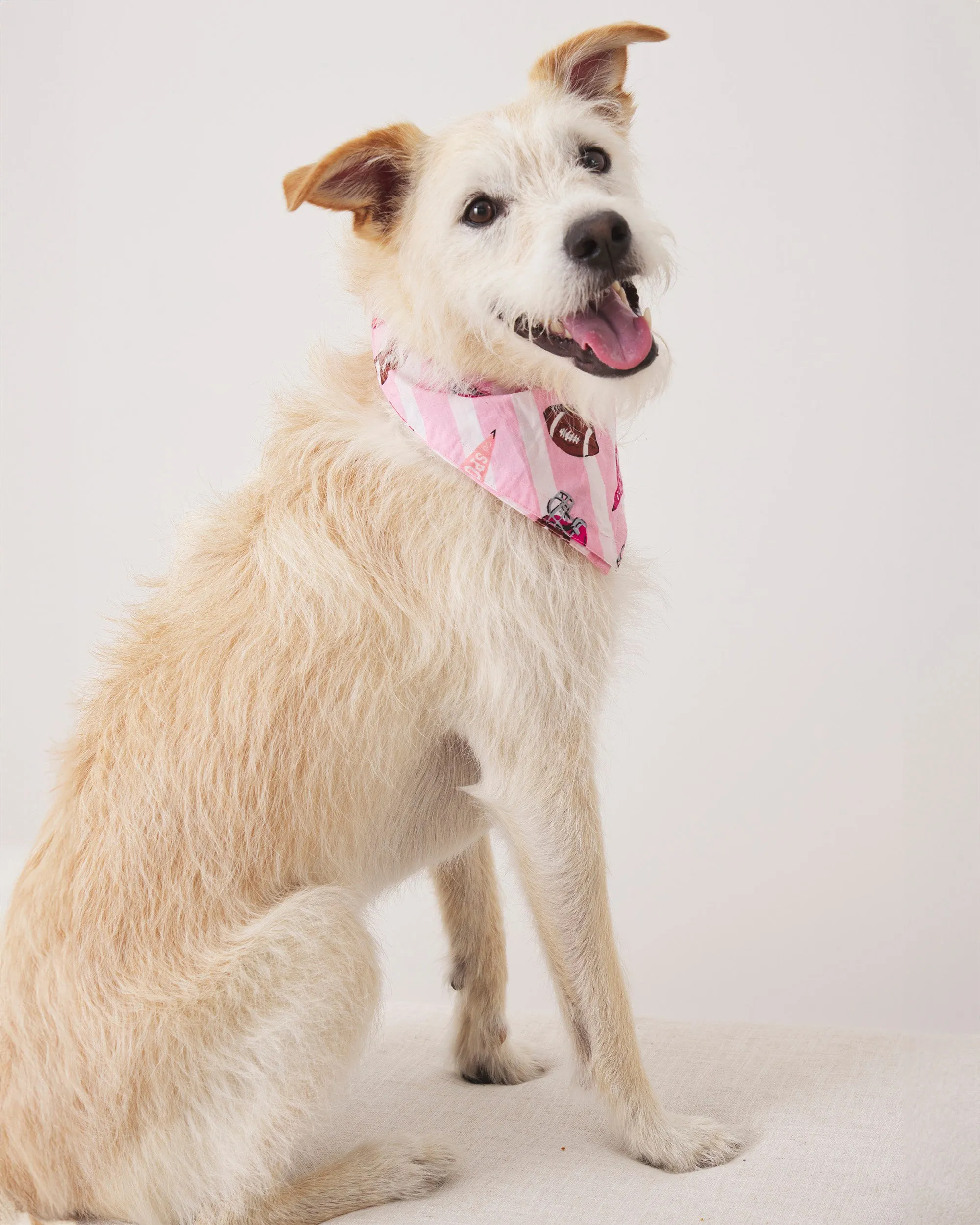 Game Day - Pet Bandana - Powder Puff sold by Printfresh product image thumbnail 5