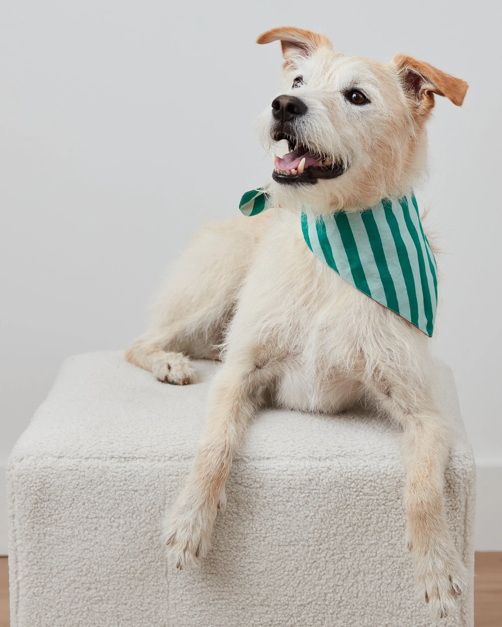 Holiday Stripes - Pet Bandana - Spearmint & Peppermint sold by Printfresh product image thumbnail 3