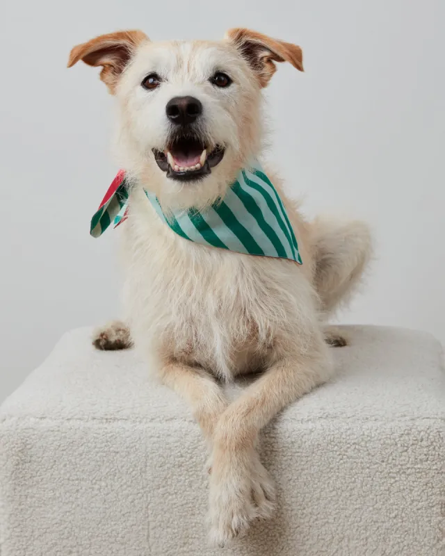 Holiday Stripes - Pet Bandana - Spearmint & Peppermint sold by Printfresh