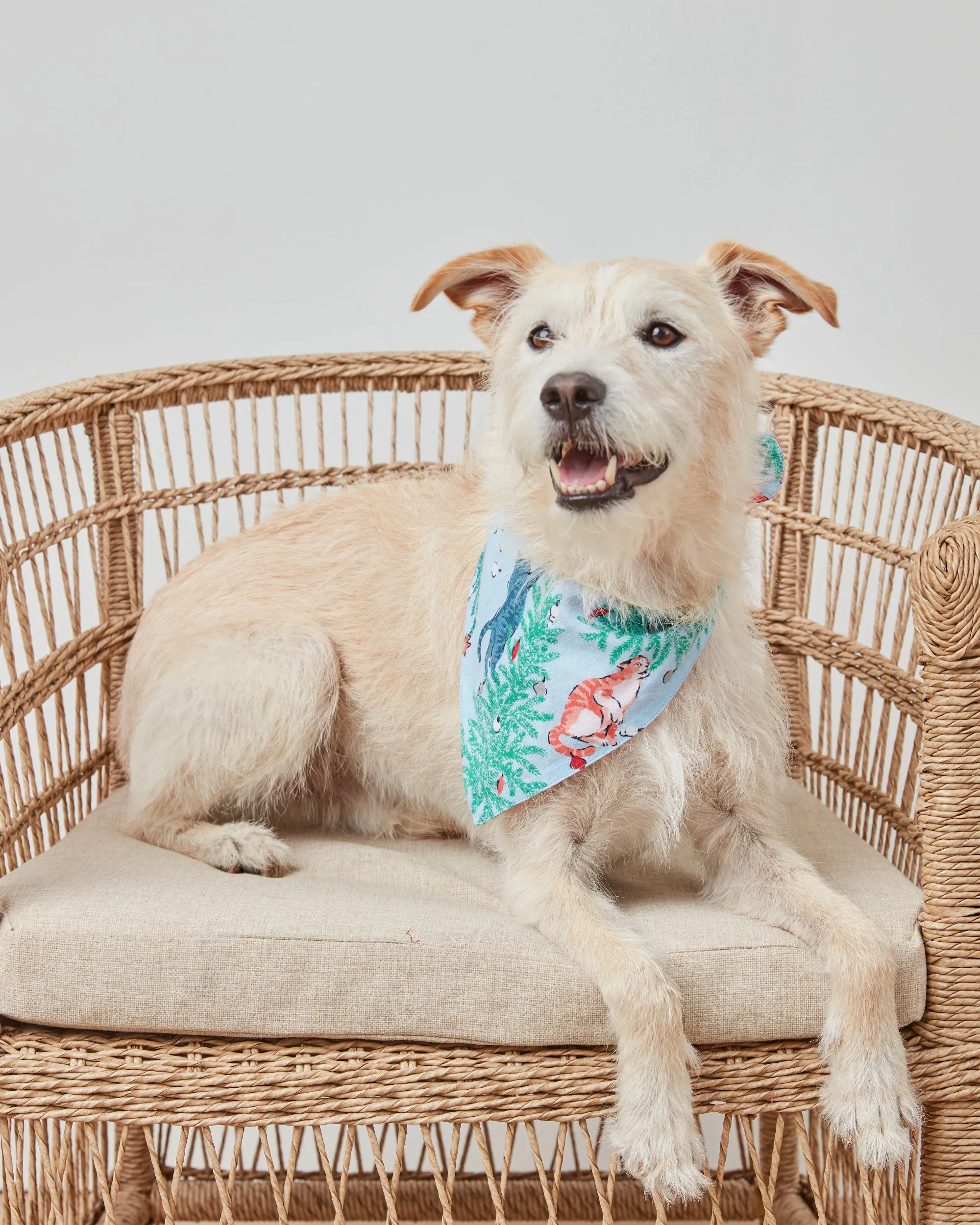 Frisky Firs - Lightweight Flannel Pet Bandana - Twinkling Blue sold by Printfresh product image thumbnail 2