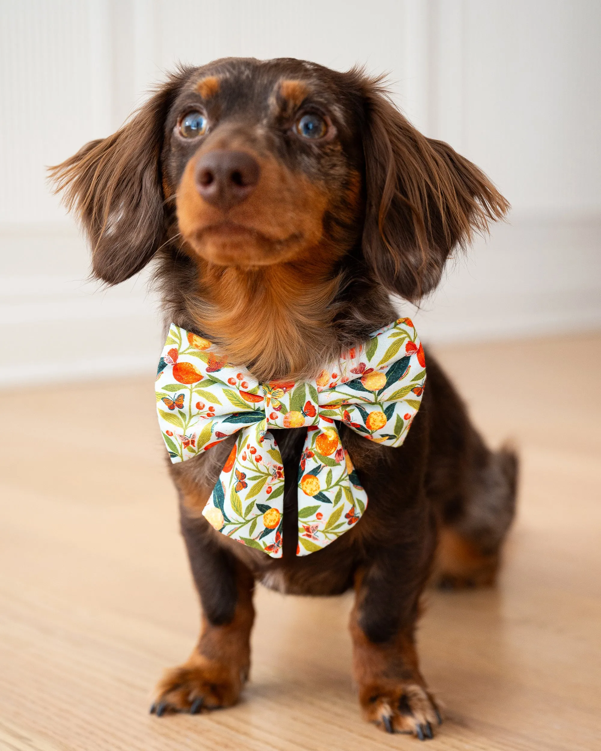 PF x The Foggy Dog Butterfly Grove - Lady Dog Bow - Soft Blue sold by Printfresh