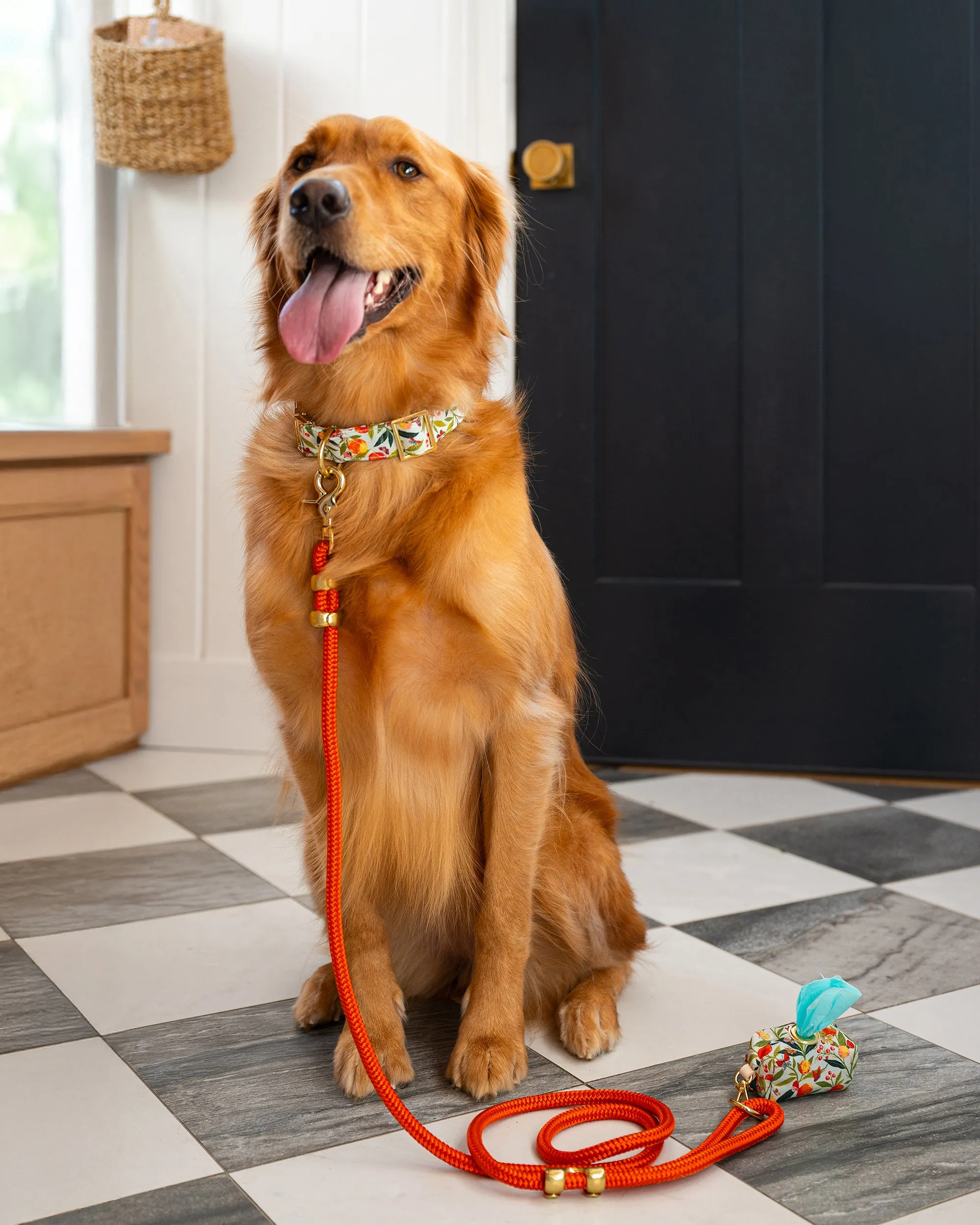 PF x The Foggy Dog Butterfly Grove - Dog Collar - Soft Blue sold by Printfresh product image thumbnail 2