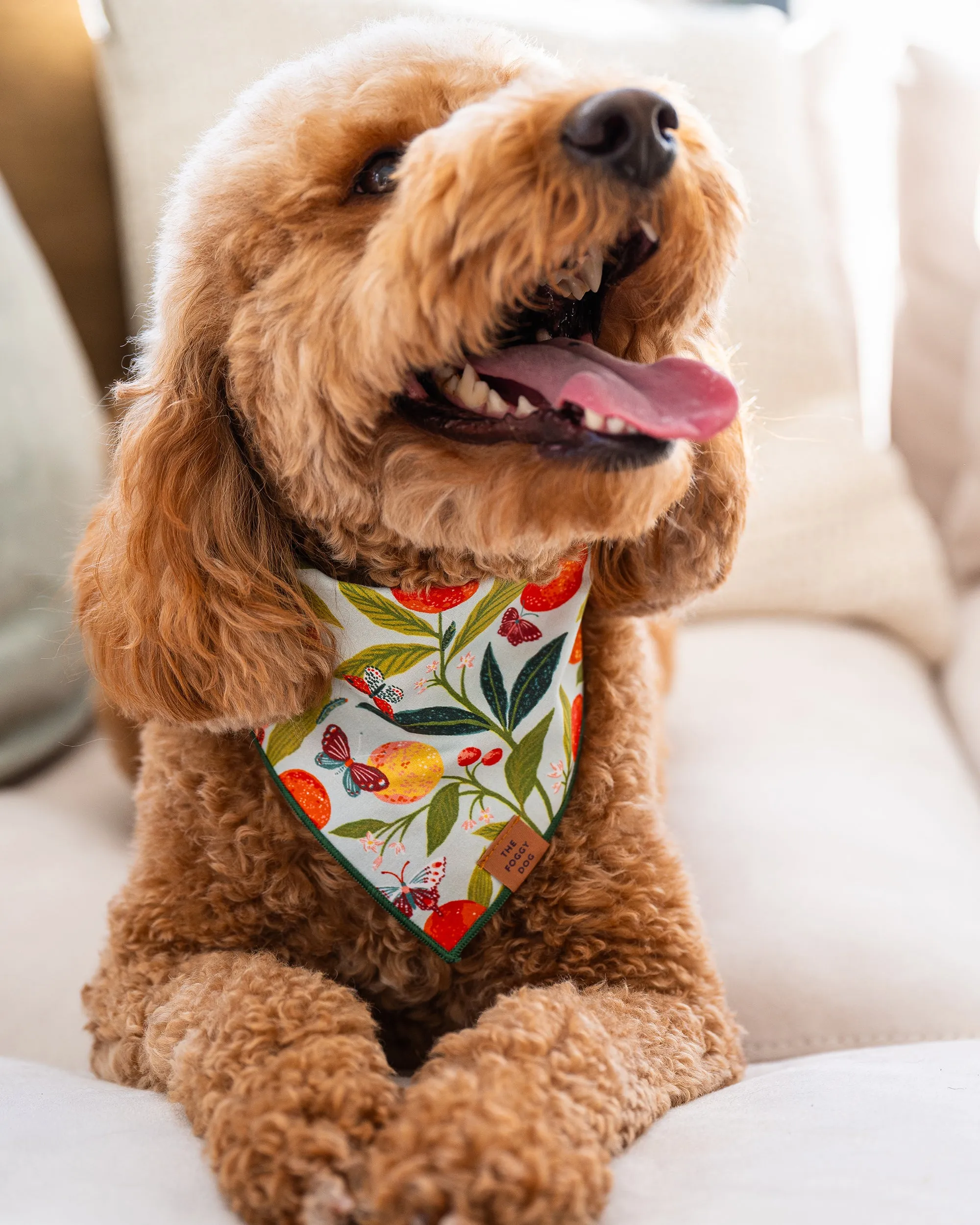 PF x The Foggy Dog Butterfly Grove - Dog Bandana - Soft Blue sold by Printfresh