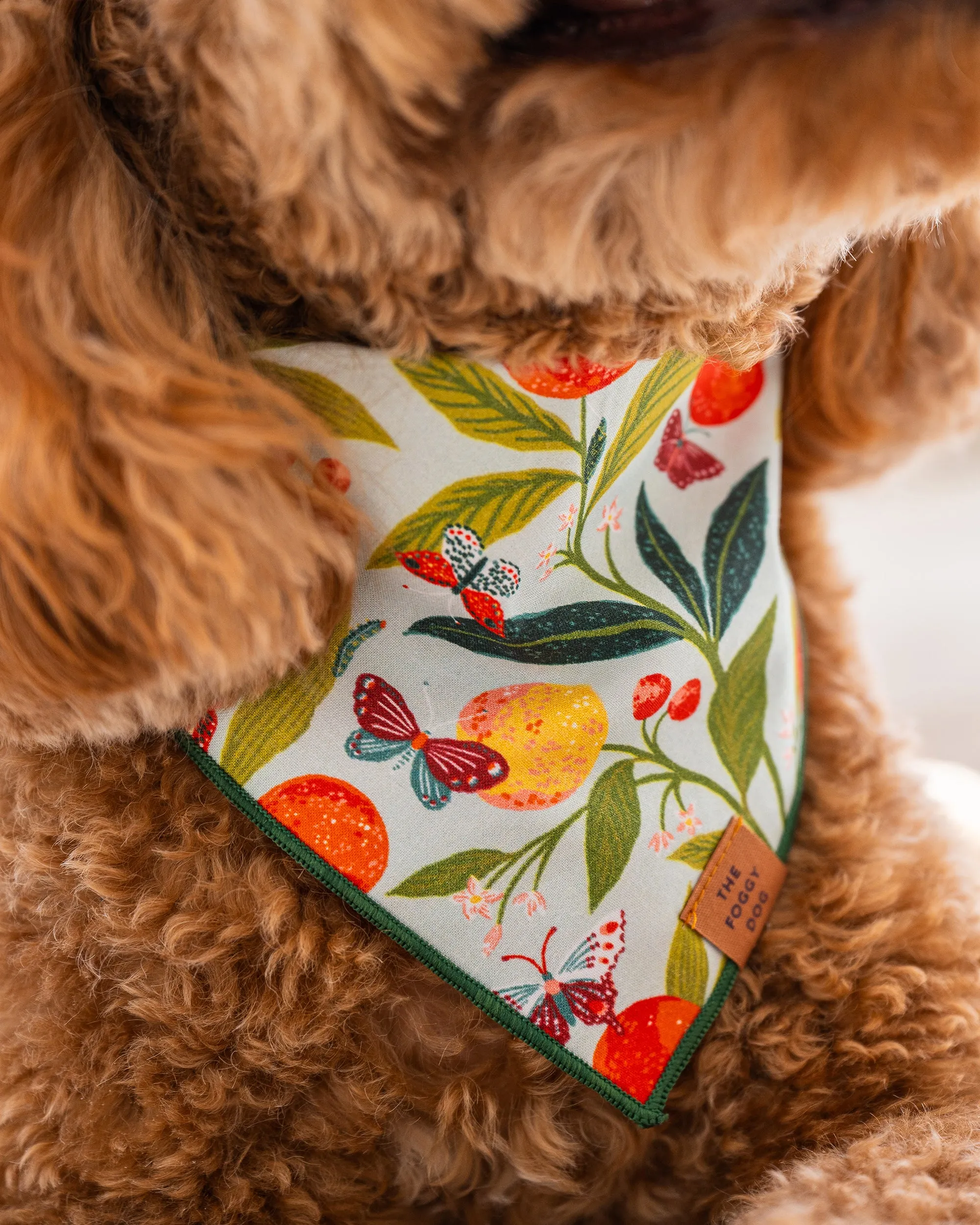 PF x The Foggy Dog Butterfly Grove - Dog Bandana - Soft Blue sold by Printfresh product image thumbnail 4