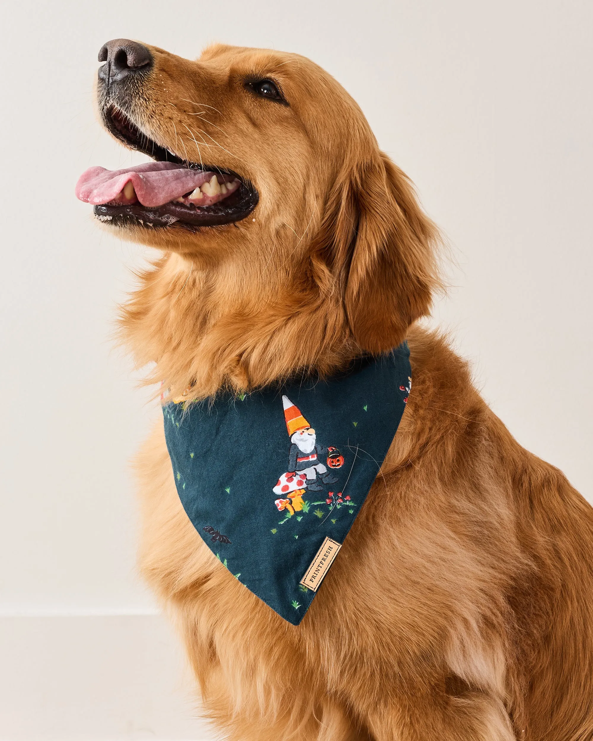 Mischief Night - Pet Bandana - Nightfall Blue sold by Printfresh