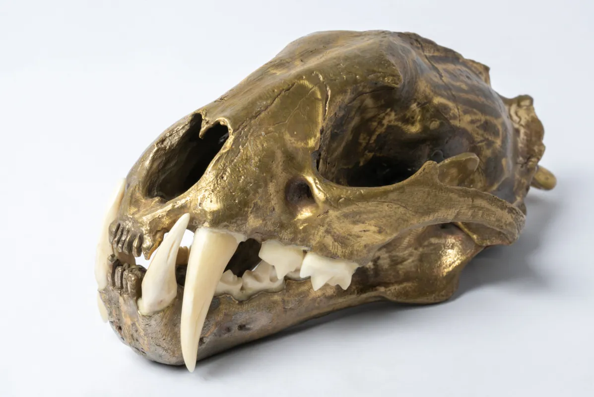 Leopard Skull (MR+MB) sold by Parts of Four