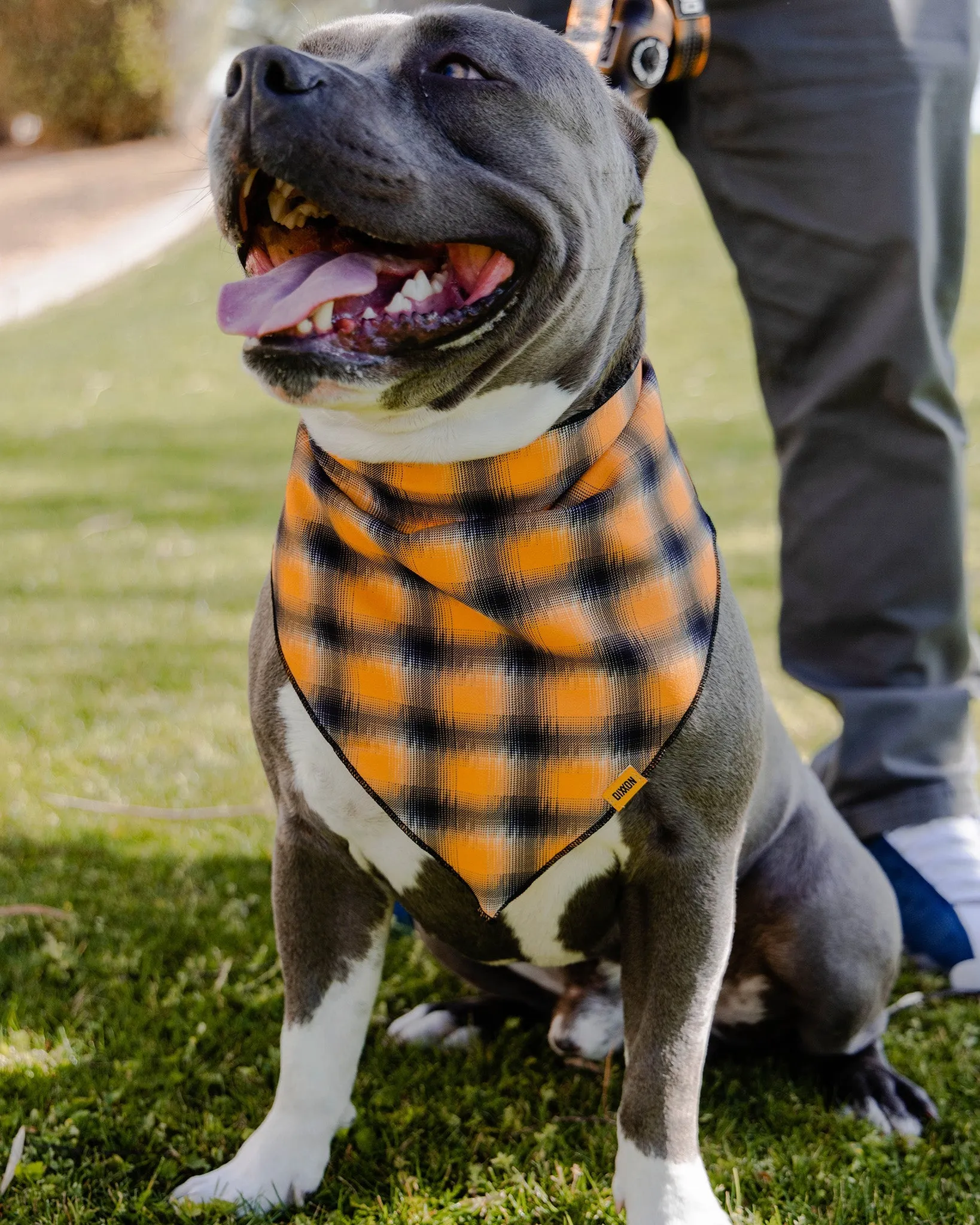 Dog Bandana - My Brother's Keeper sold by Dixxon product image thumbnail 2