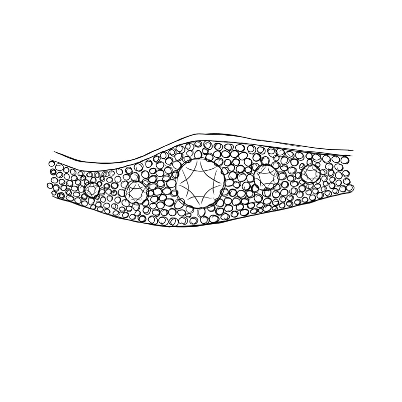 Seafoam Ring - Build Your Own sold by Sophie Divett Jewelry