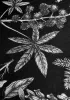 Poisonous Plants Bedding Set (King) sold by Disturbia