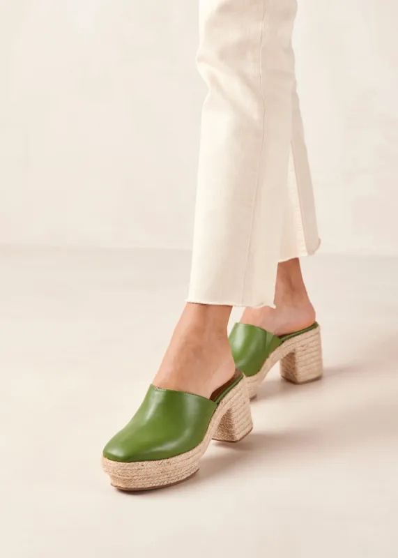 Pico Evergreen sold by Alohas