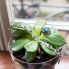 Curata 925 Sterling Silver Blue Topaz Simulated Turquoise Oxidized Ornate Ring sold by Zulily