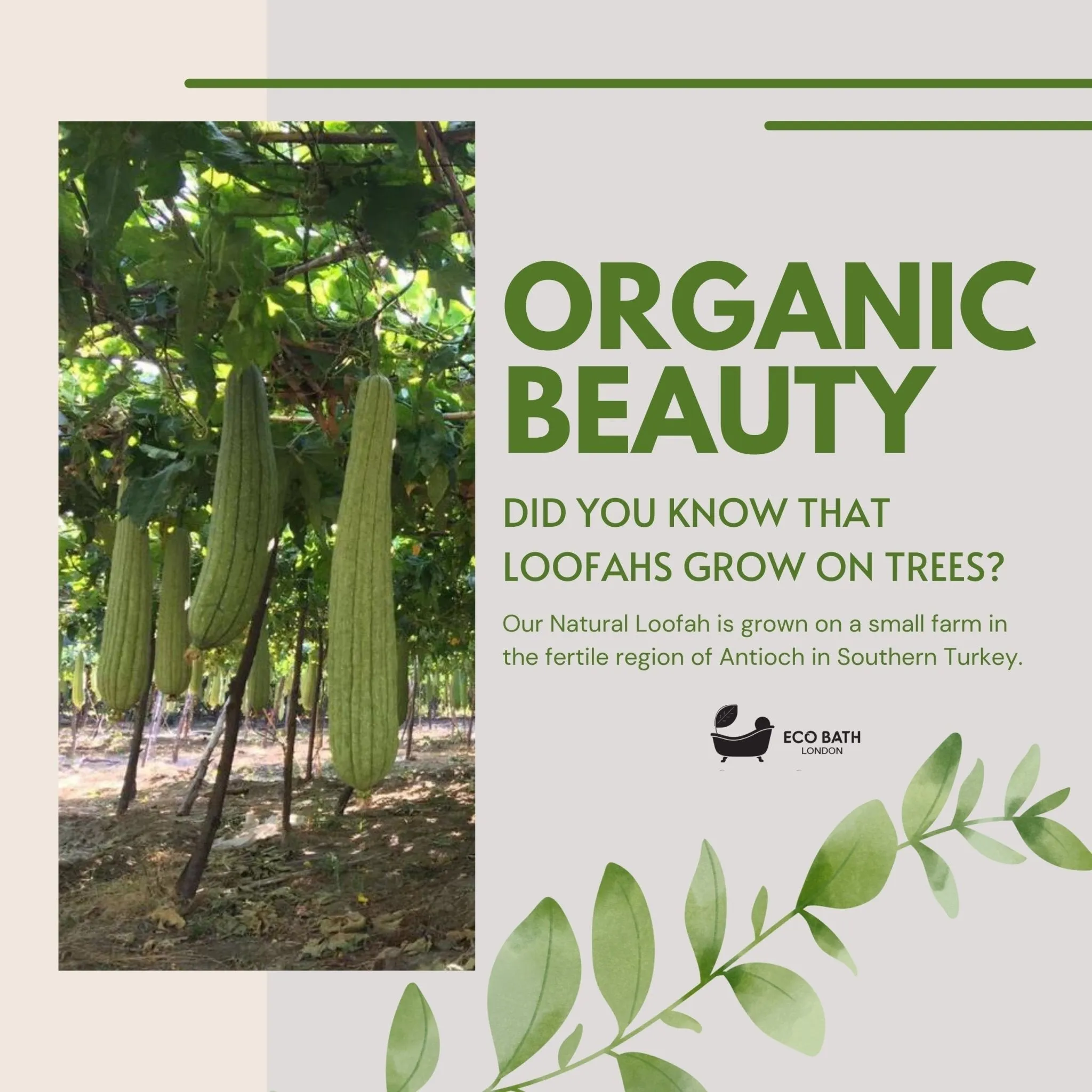 Eco Bath London Natural Loofah Face Exfoliating Scrubber Pads - Facial Pad Scrubber, 6 Pack - Face Exfoliator Pad, Facial Scrubber, Exfoliating Face Sponge for Smooth and Radiant Skin 6 Count (1 Pack) by Eco Bath London sold by Zulily product image thumbnail 4