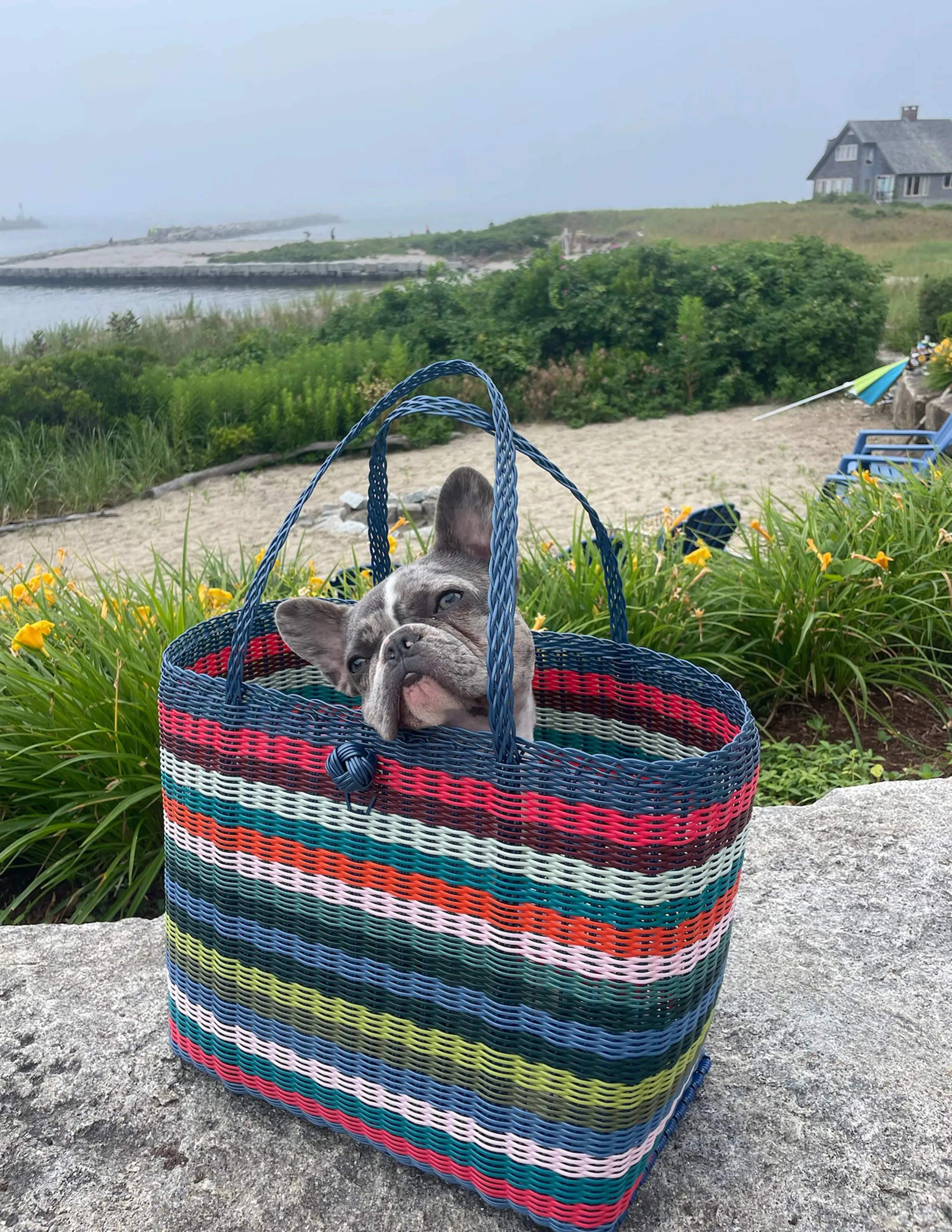 Medium | Multi Stripe Bright sold by The Lilley Line product image thumbnail 4