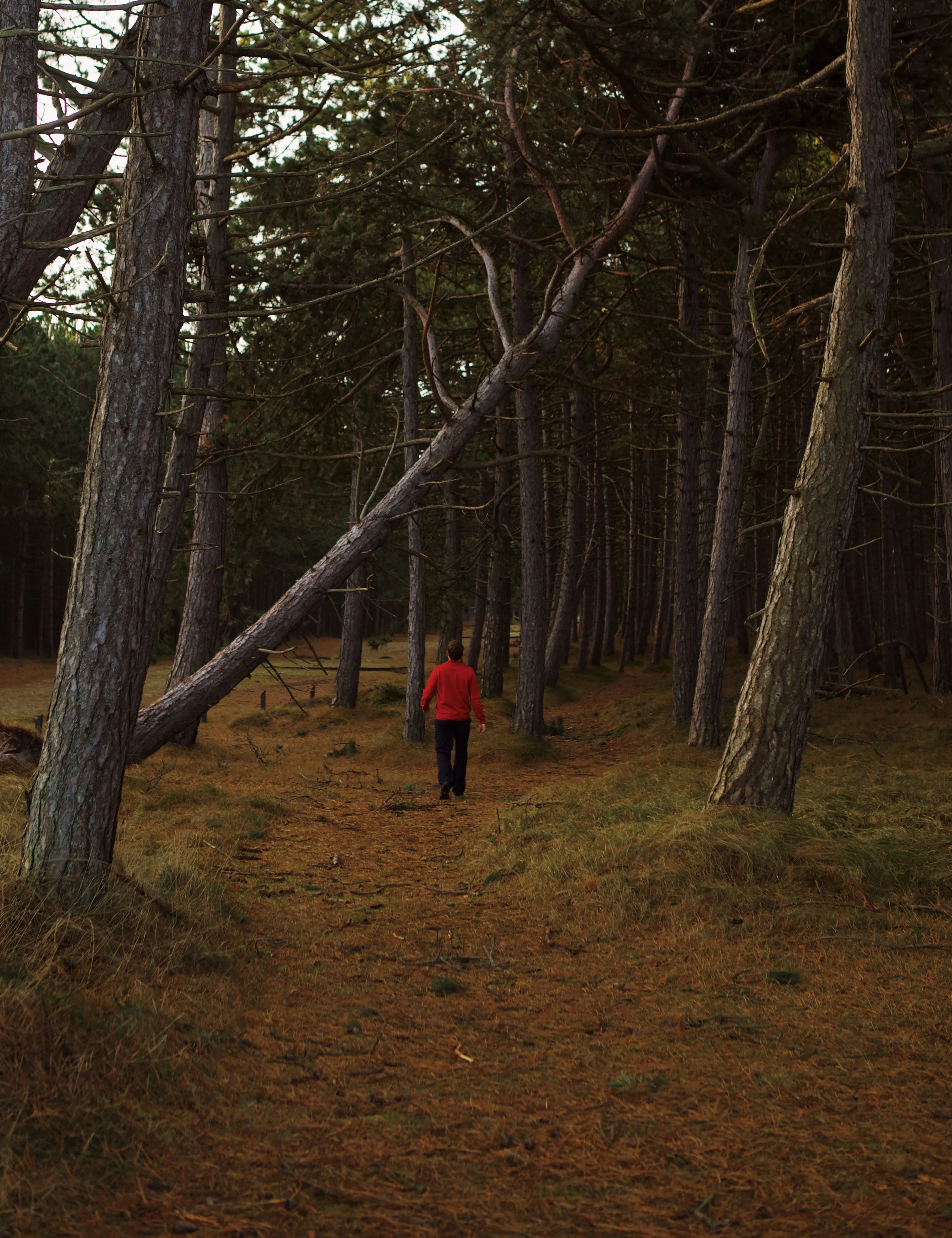 BASE MERINO POLO KNIT - RED sold by Foret product image thumbnail 4