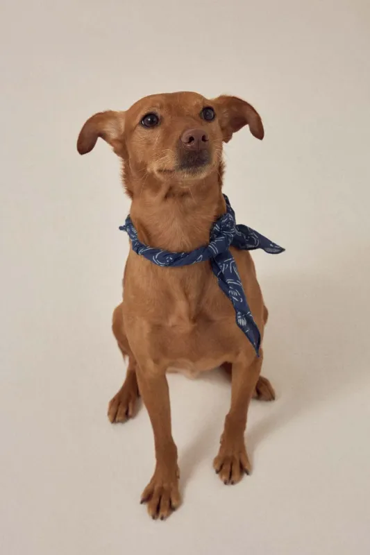 Allan Scarf made by Maya