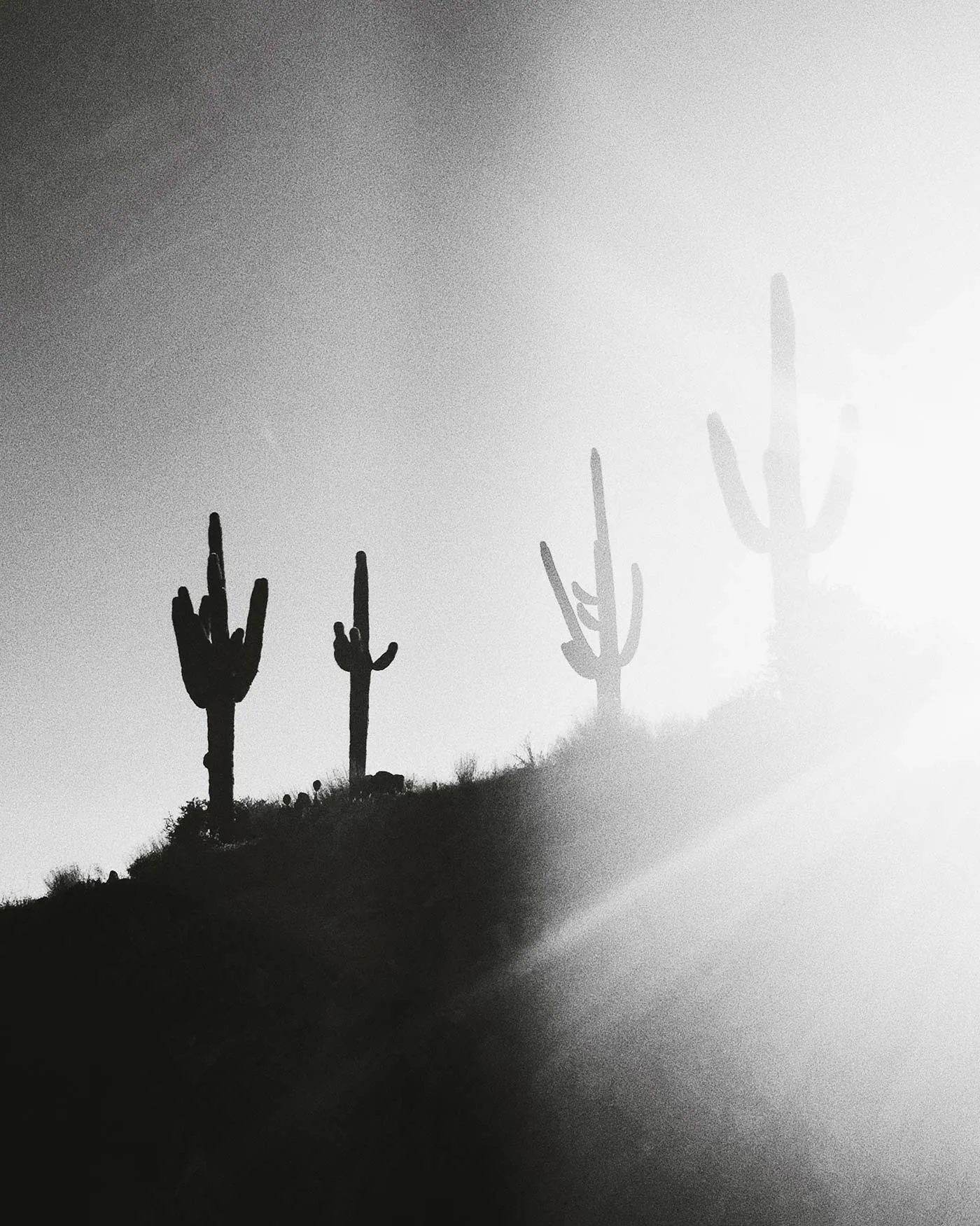 the "rider's west" bandana sold by Imogene + Willie product image thumbnail 5