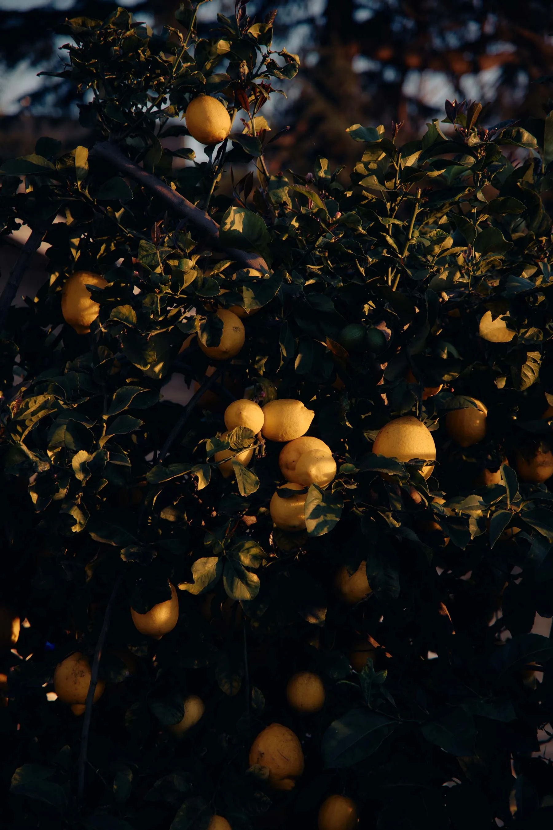 the drop tee in vintage white sold by Imogene + Willie product image thumbnail 5