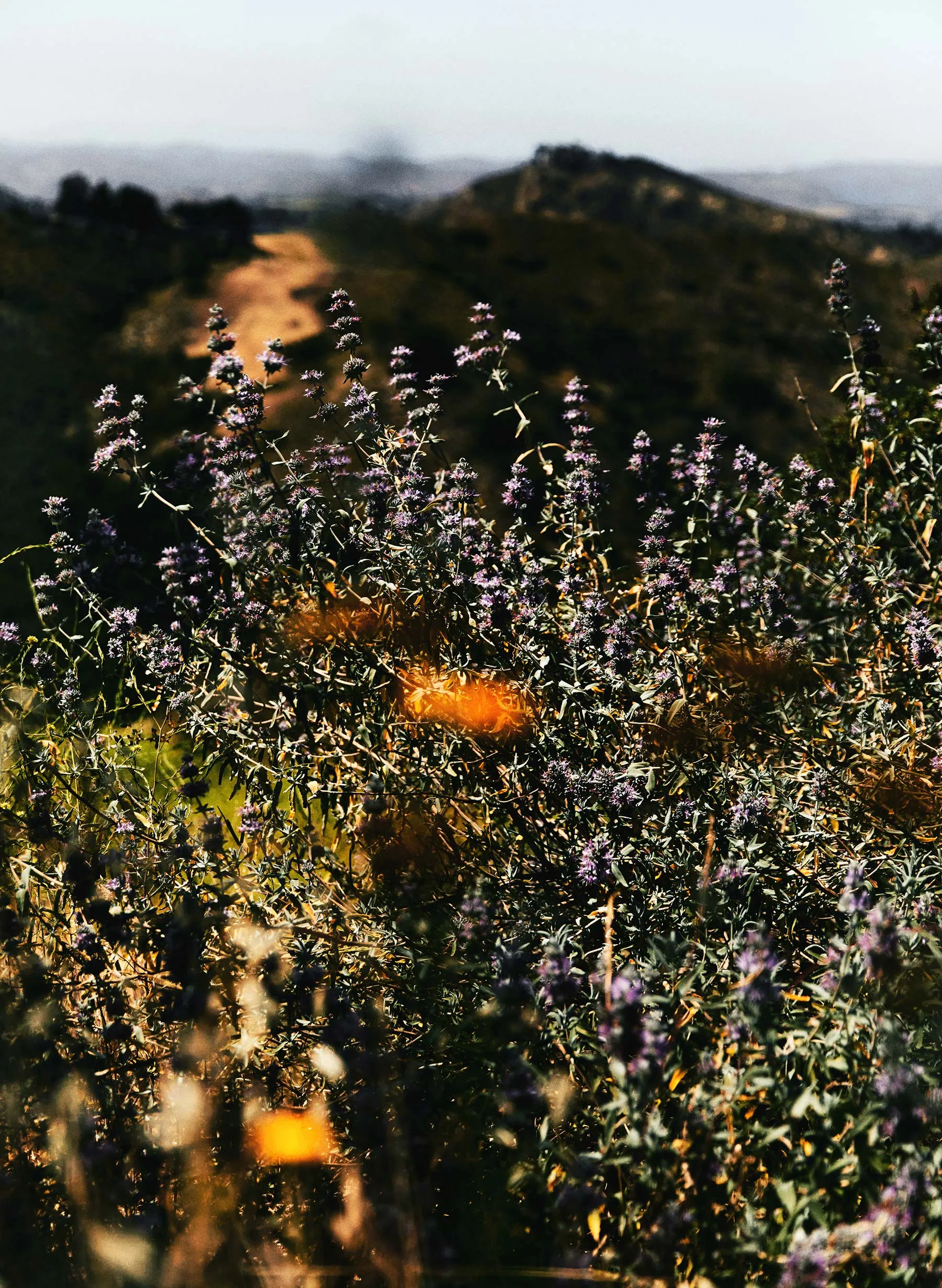 augusta washed white canvas sold by Imogene + Willie product image thumbnail 5