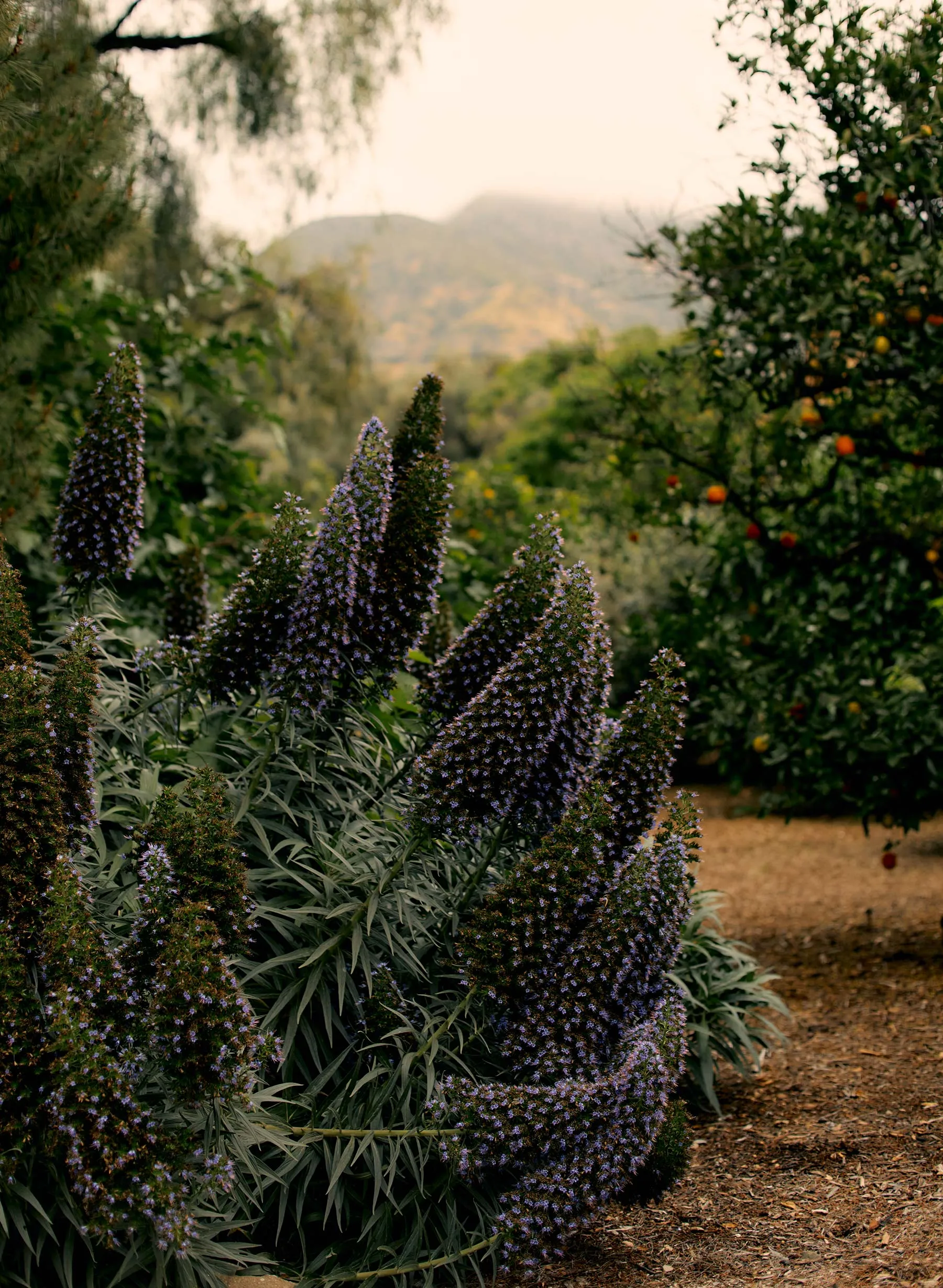 the vintage tank in sienna sold by Imogene + Willie product image thumbnail 5