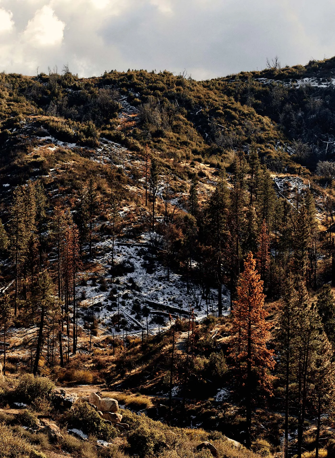 barton charcoal rigid jp sold by Imogene + Willie product image thumbnail 5