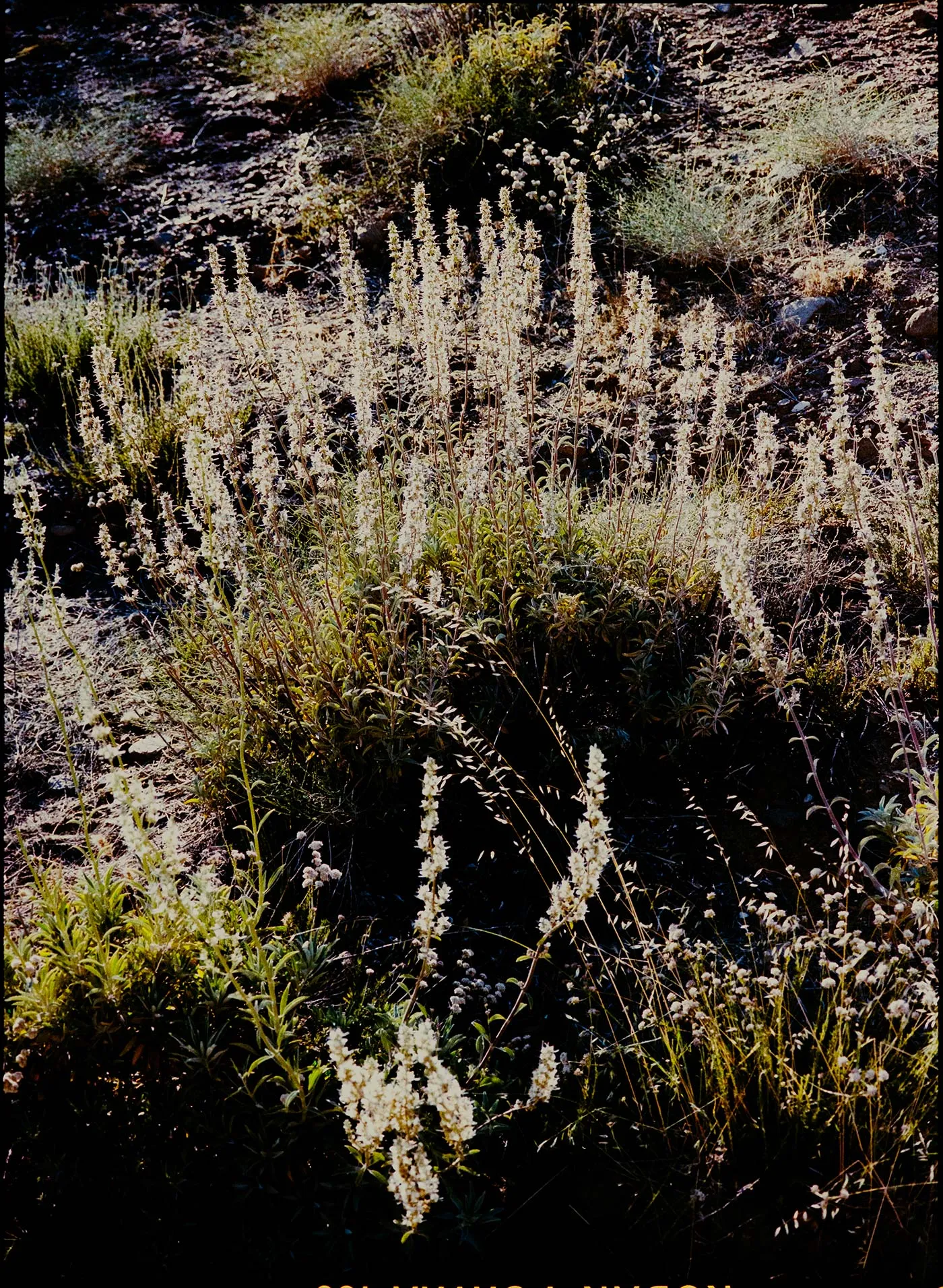 elizabeth indigo rinse sold by Imogene + Willie product image thumbnail 5