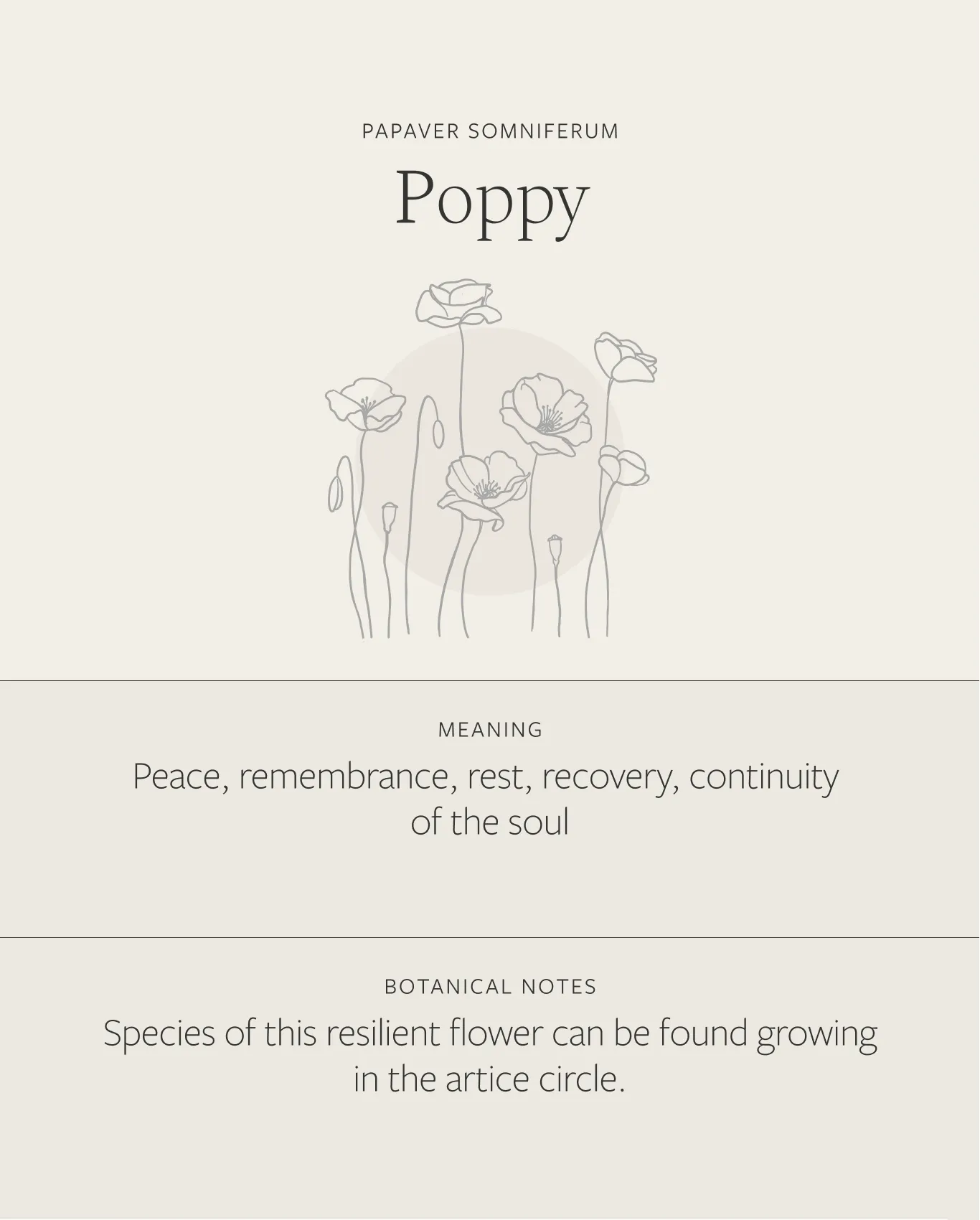 Poppy Necklace sold by GLDN product image thumbnail 4