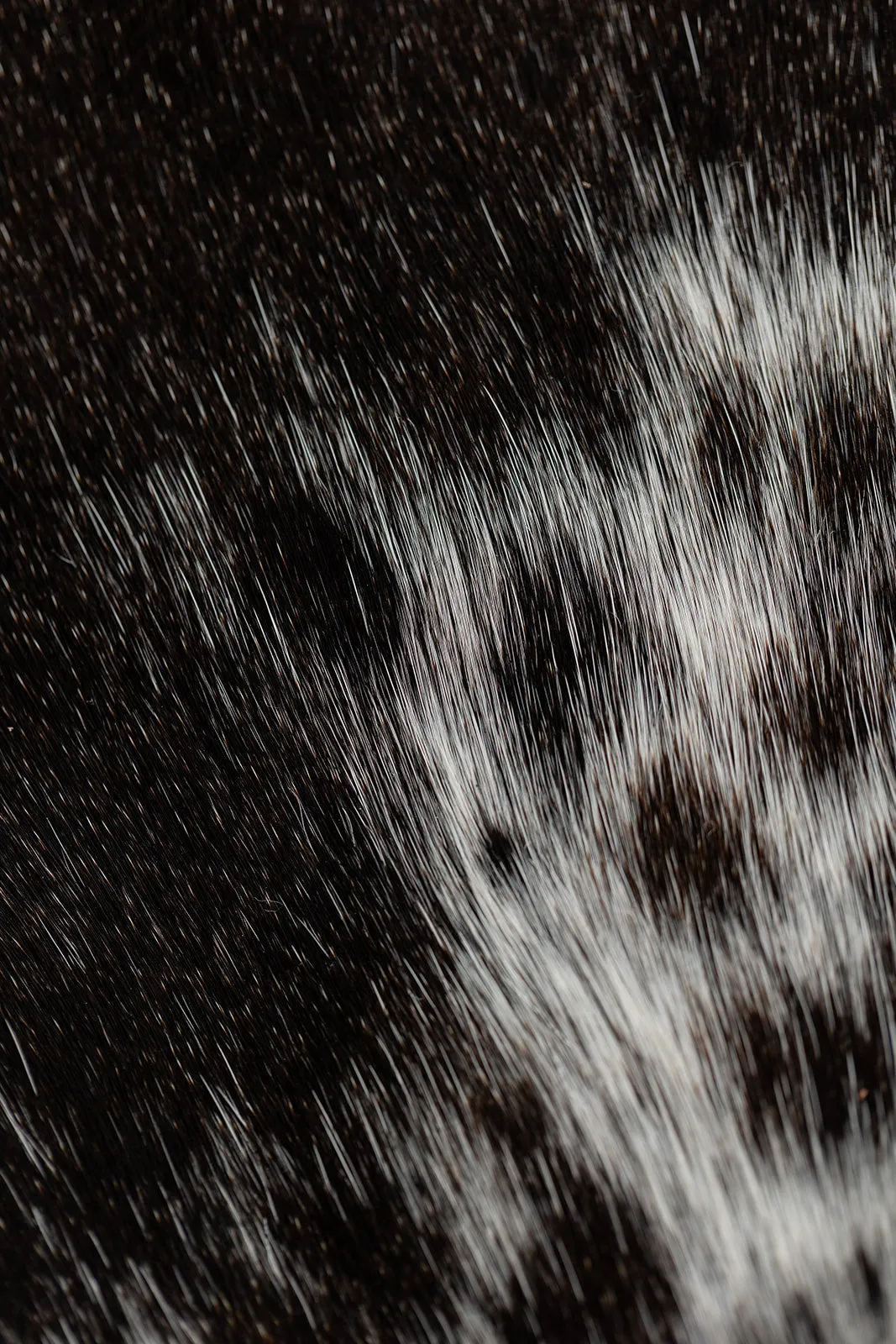 Cow Hair 2: The Big Sling, Black sold by Abby Alley product image thumbnail 5