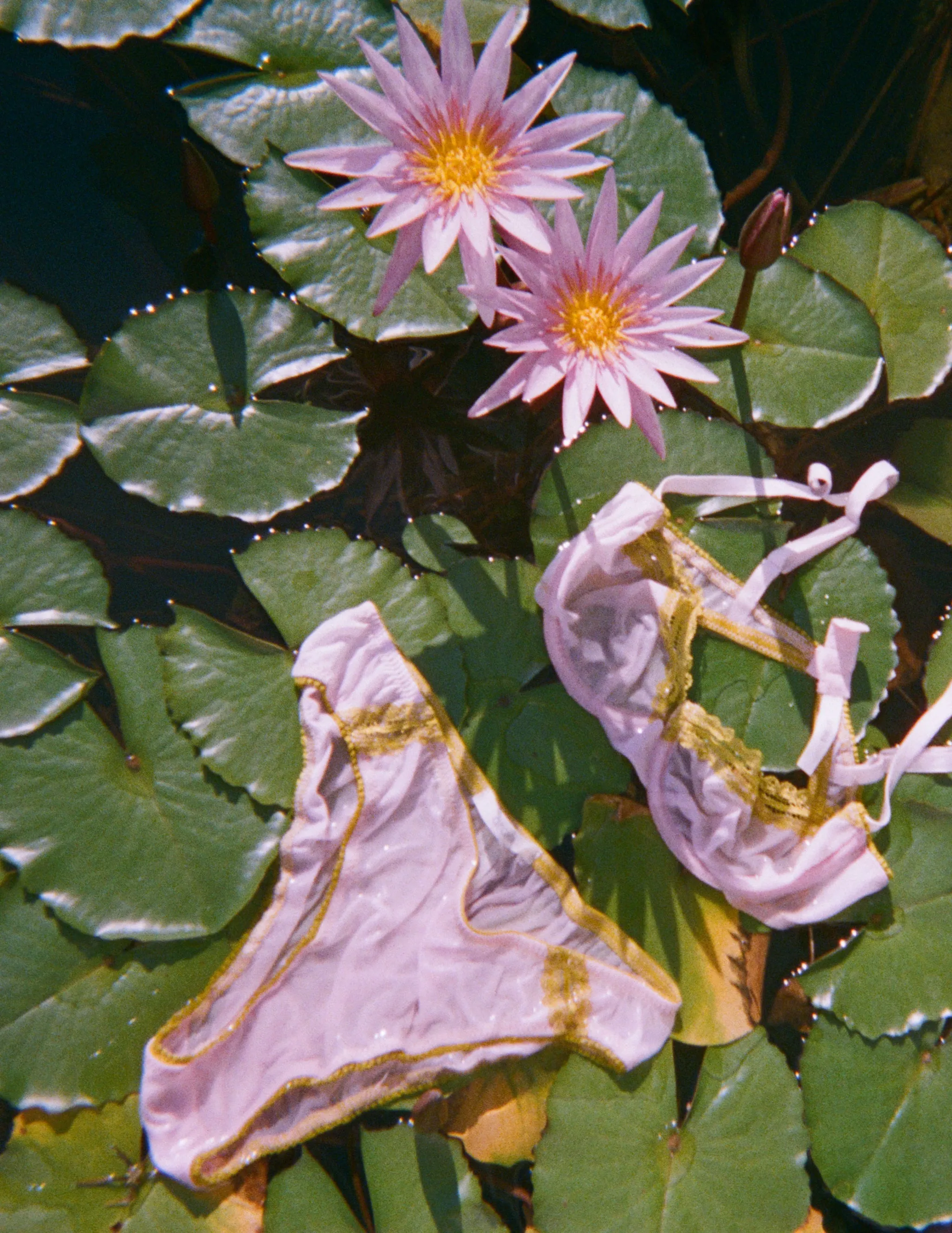 Photo by Molly Rogers sold by ARAKS