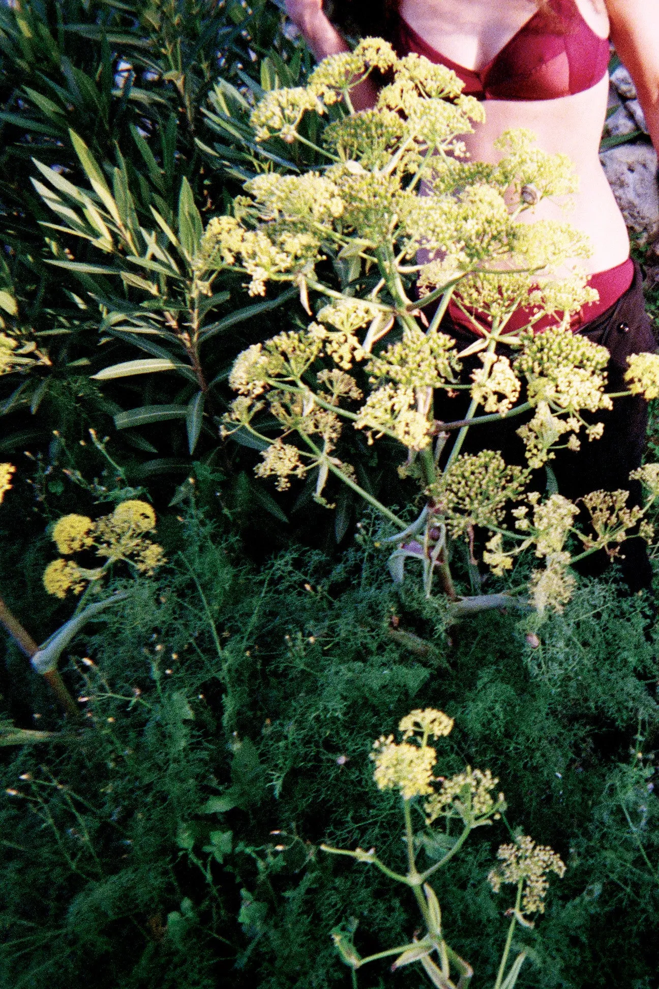 Photo by Polina Aronova ~ Yanelis Bralett & Liselott Panty sold by ARAKS